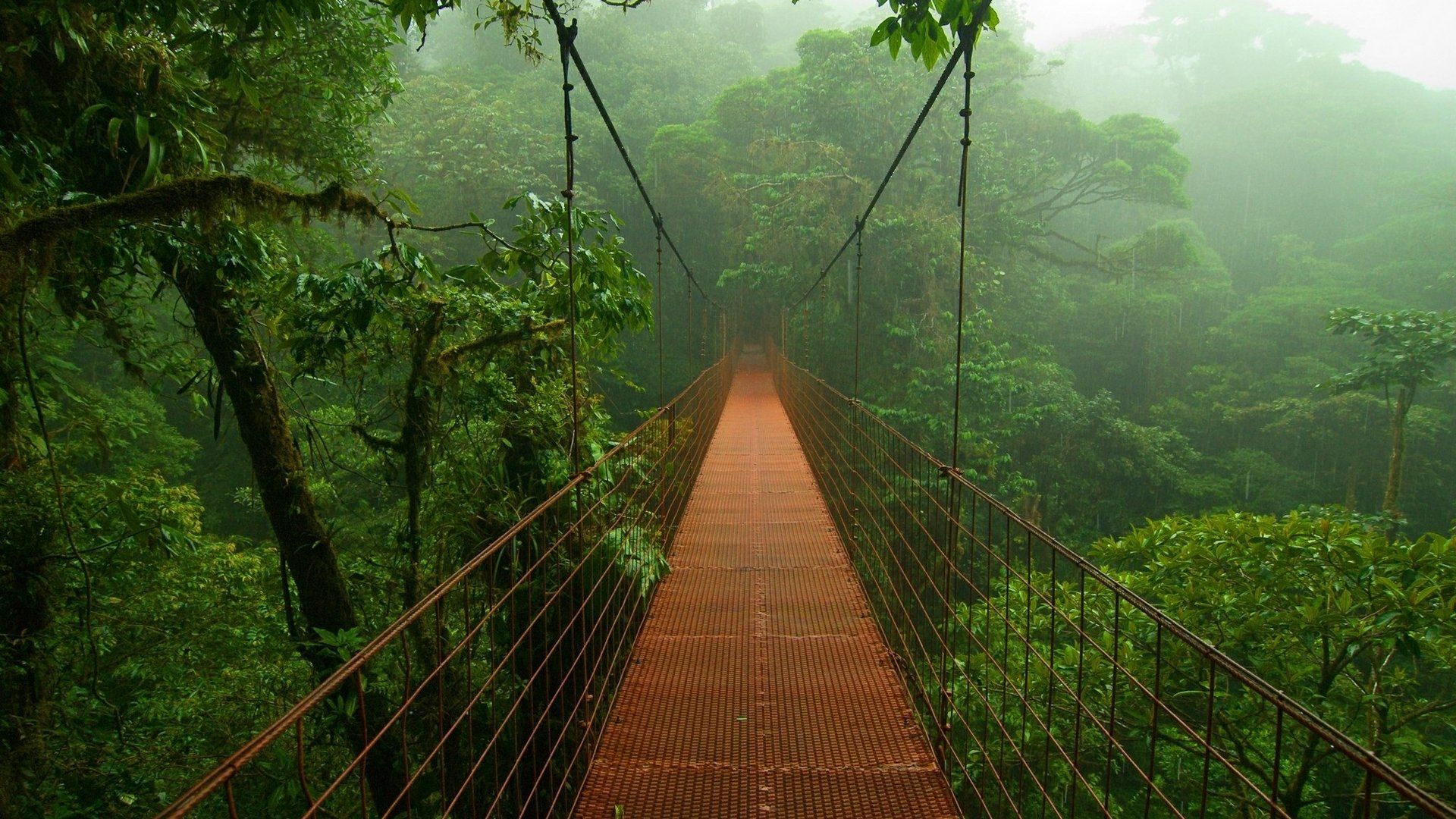 Hängebrücke, Nebelwald, Regenwald, Baumkronen, Nebel, Full HD, Desktop-Hintergrund für Windows