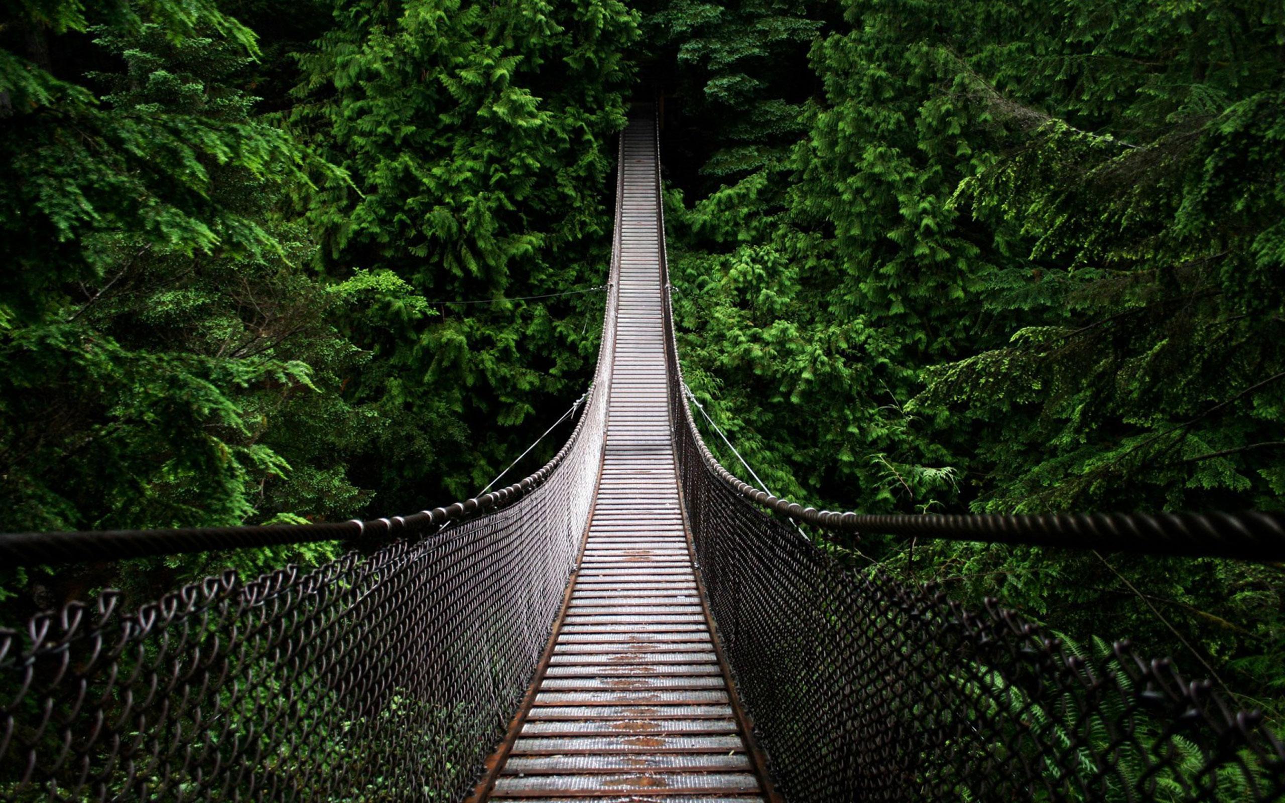 Hängebrücke, Urwald, Dunkelgrün, Perspektive, Holzsteg, 2K, Hintergrundbild für den PC