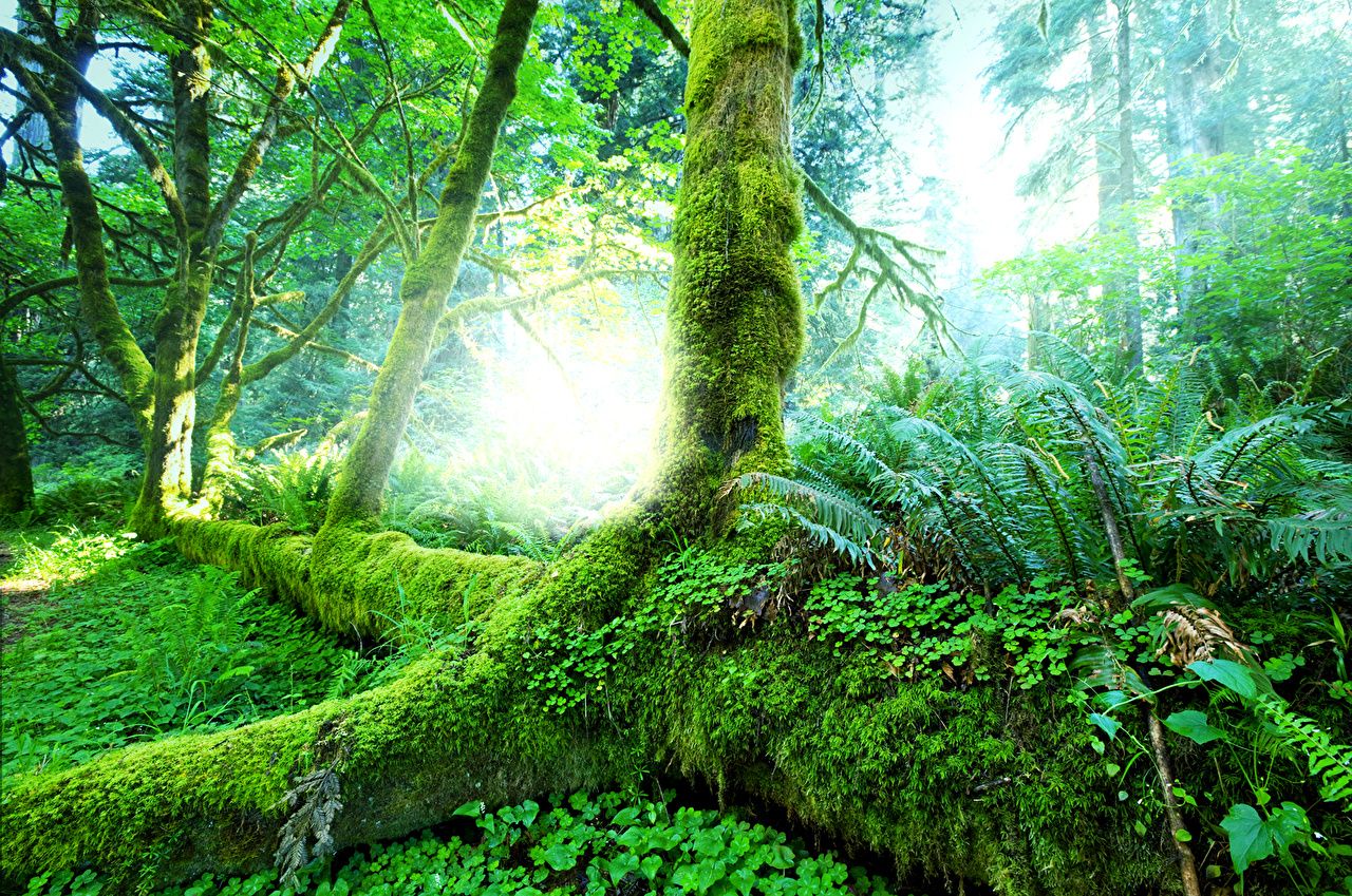 Regenwald, Moosbewachsener Baum, Sonnenstrahlen, Farne, Grün, HD, PC-Hintergrundbild