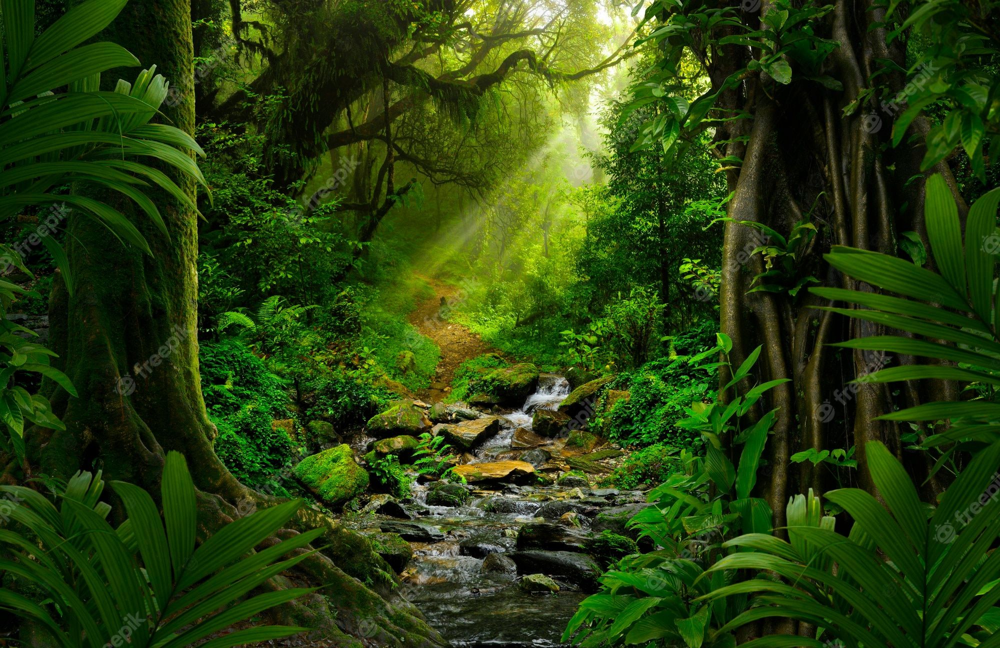 Bach, Regenwald, Sonnenstrahlen, Lianen, Felsen, Full HD, Desktop-Hintergrund für Windows
