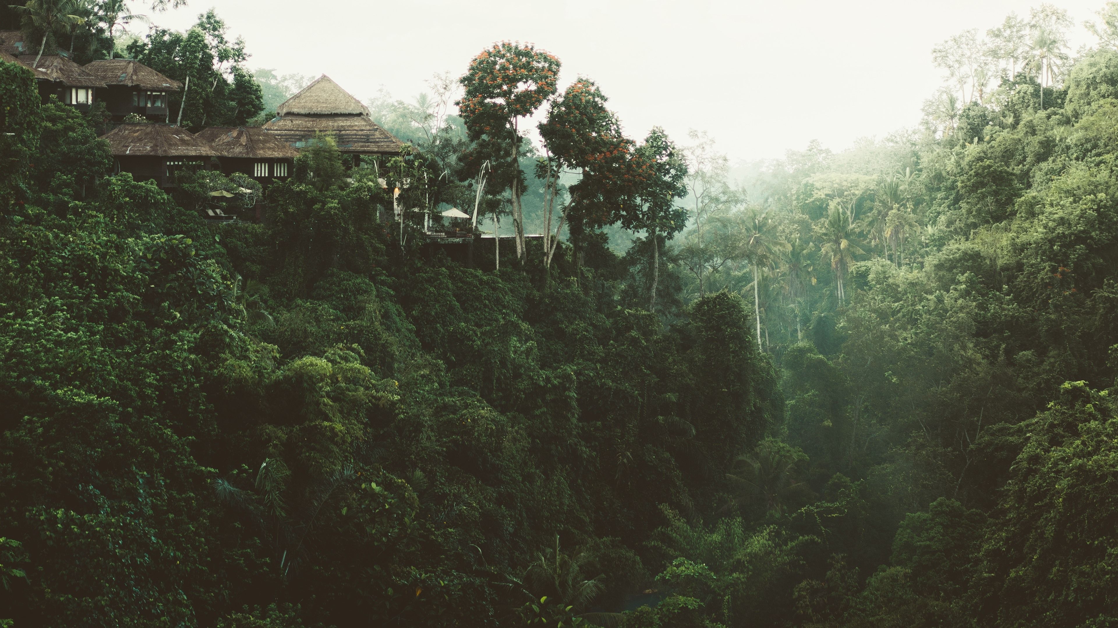 Baumhaus, Lodge, Regenwald, Dunst, Hügel, 4K, Hintergrund für den Desktop