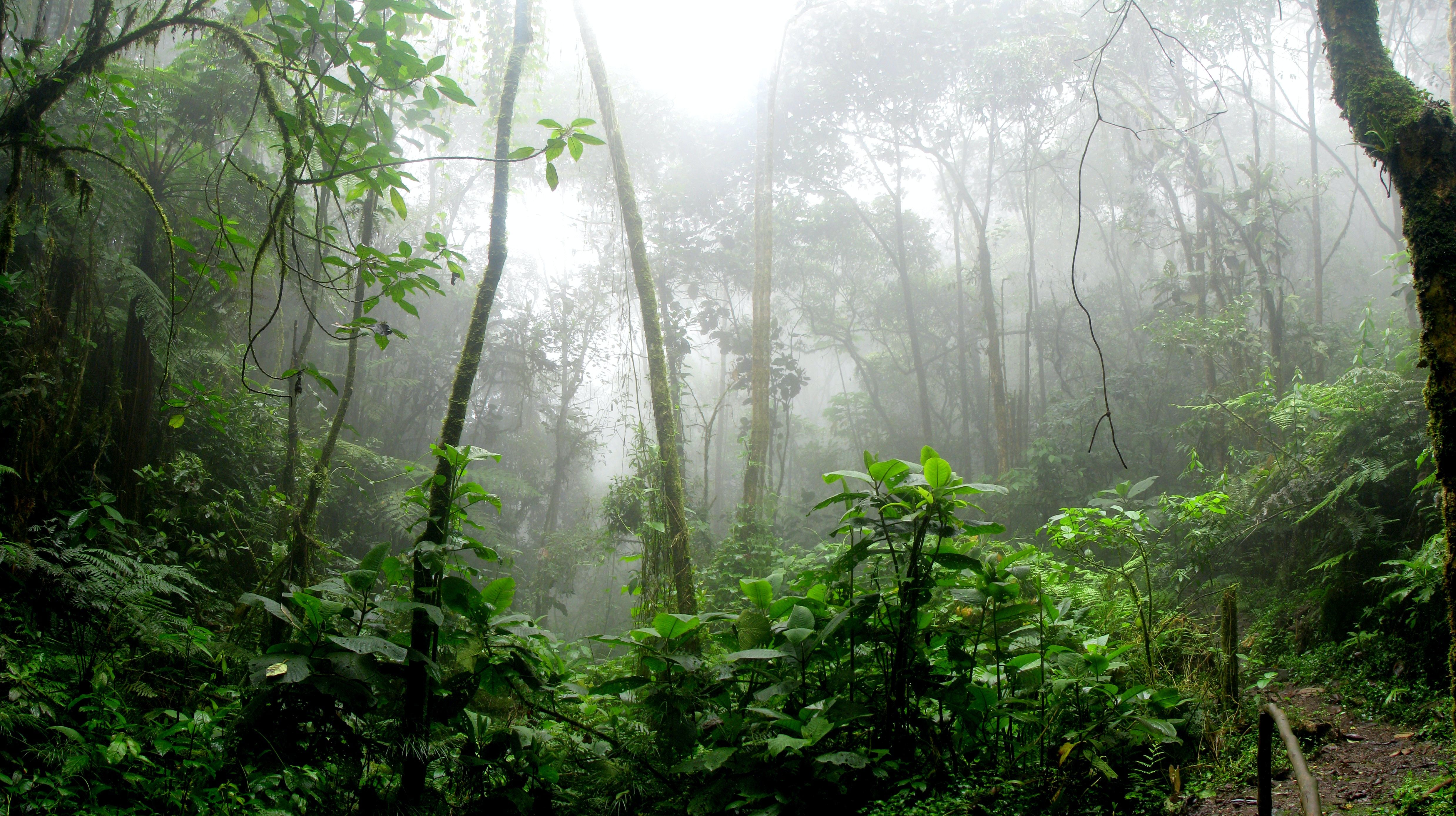 Nebelwald, Regenwald, Dunst, Bäume, Grün, 16:9, 4K-Hintergrundbild für den Desktop