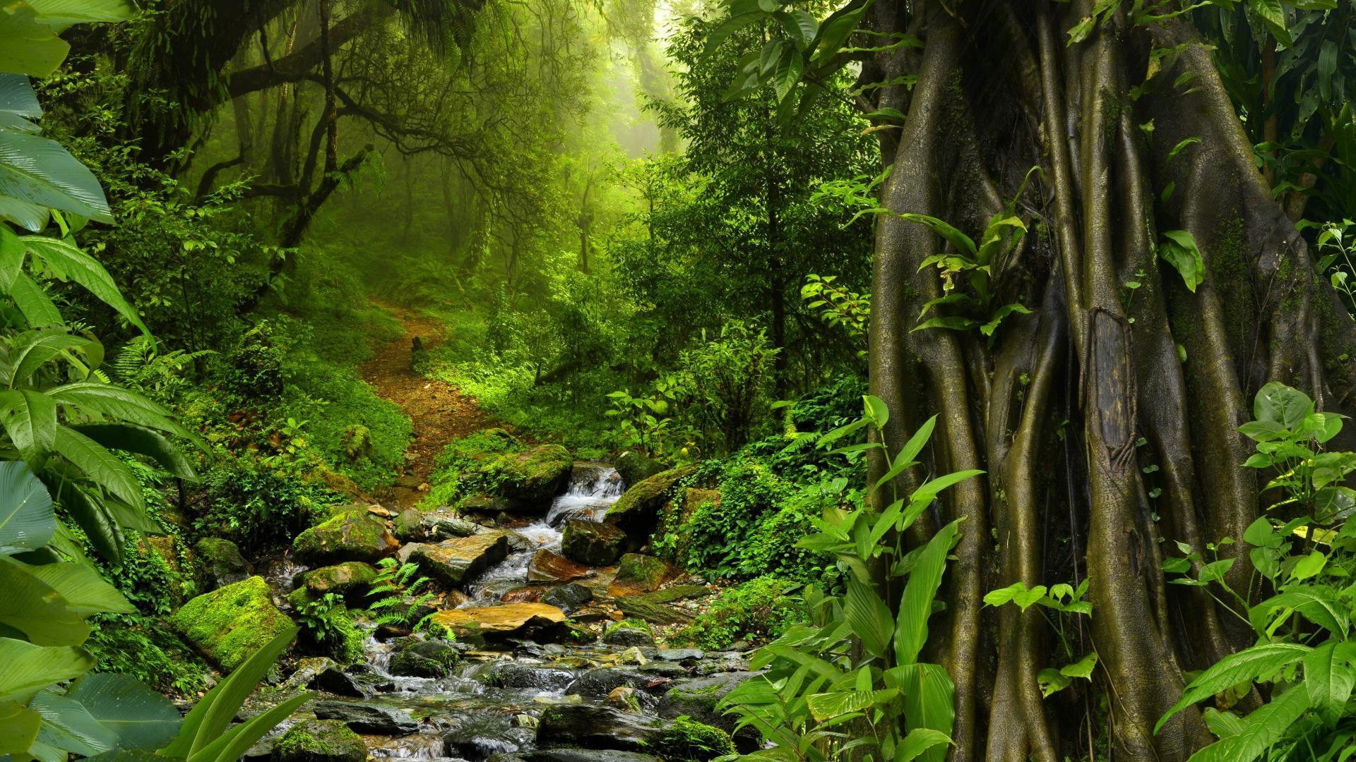 Bach, Lianen, Regenwald, Felsen, Sattgrün, Full HD 1080p, Desktop-Hintergrundbild