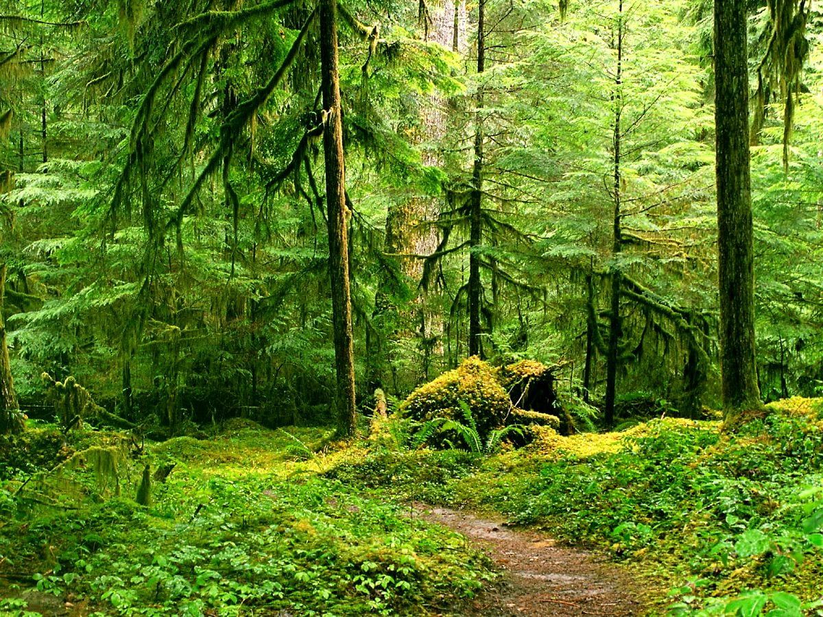 Regenwald, Waldweg, Moos, Bäume, Hellgrün, Hintergrundbild für iPad und Tablet