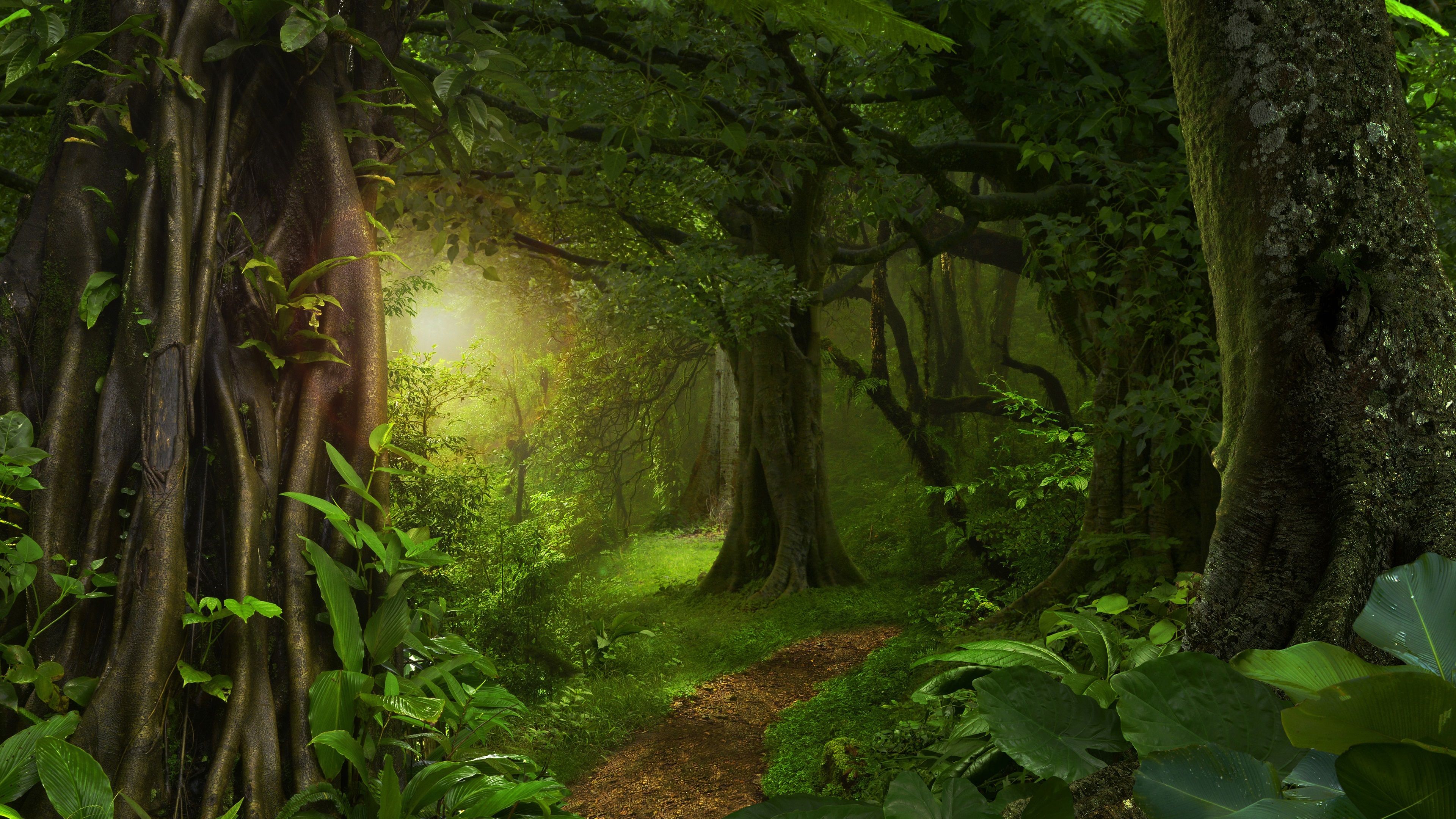 Urwald, Alte Bäume, Waldweg, Gegenlicht, Sattgrün, 4K 2160p, Desktop-Hintergrundbild