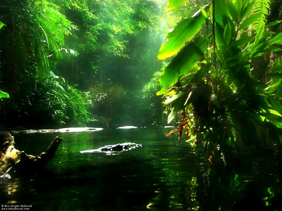 Dschungelfluss, Krokodil, Tropische Pflanzen, Sonnenlicht, Spiegelung, Hintergrundbild fürs Tablet