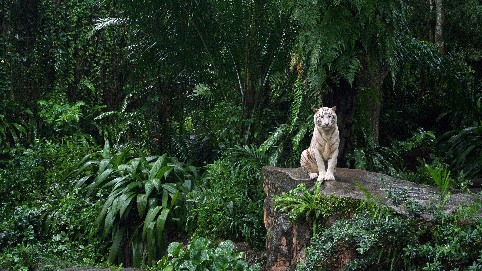 Weißer Tiger, Felsen, Regenwald, Farne, Dunkelgrün, 16:9, Full-HD-Hintergrundbild für den Desktop