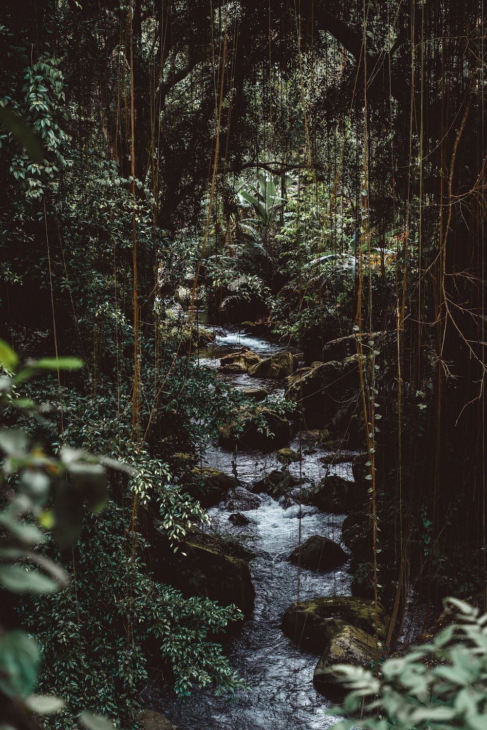 Bach, Urwald, Dunkel, Hochformat, Felsen, HD, iPad-Hintergrundbild