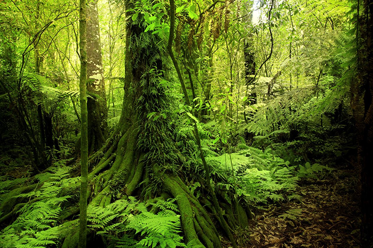 Regenwald, Riesenbaum, Farne, Sonnenlicht, Moos, HD, Desktop-Hintergrund für Windows