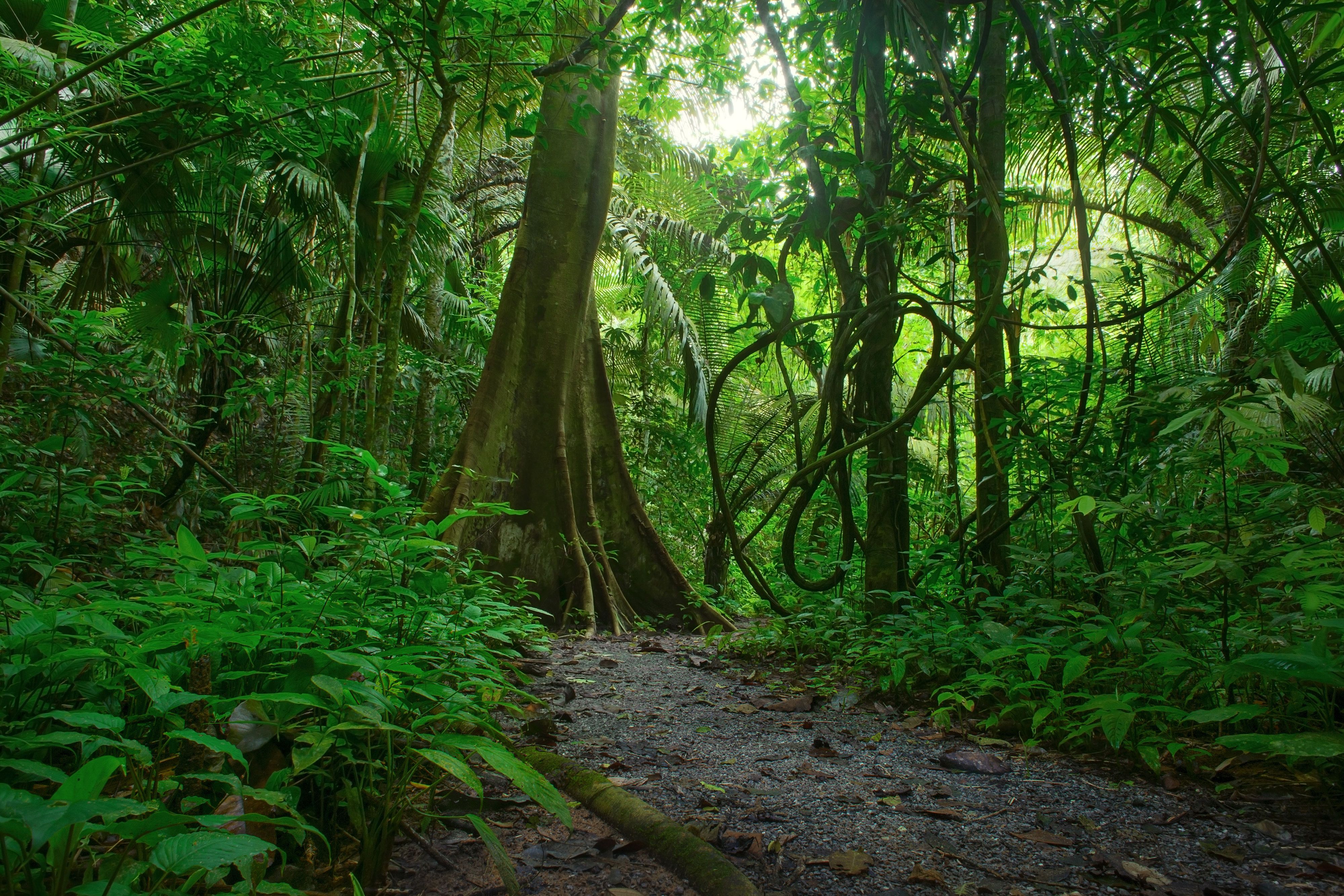 Regenwald, Waldweg, Großer Baum, Grün, Unterholz, 4K, Hintergrundbild für den PC