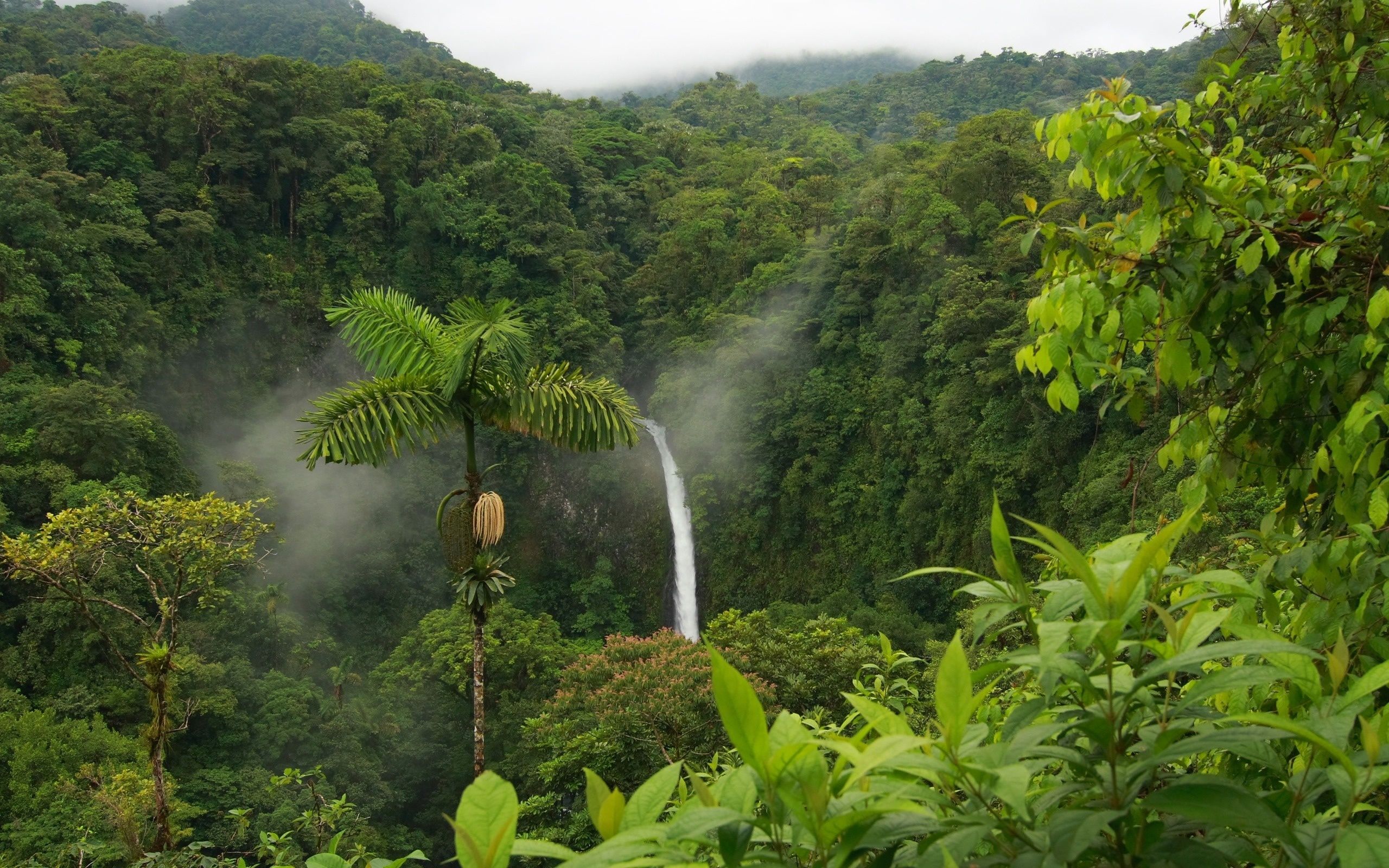 Wasserfall, Regenwald, Berge, Palmen, Nebel, 2K, Desktop-Hintergrund für Windows