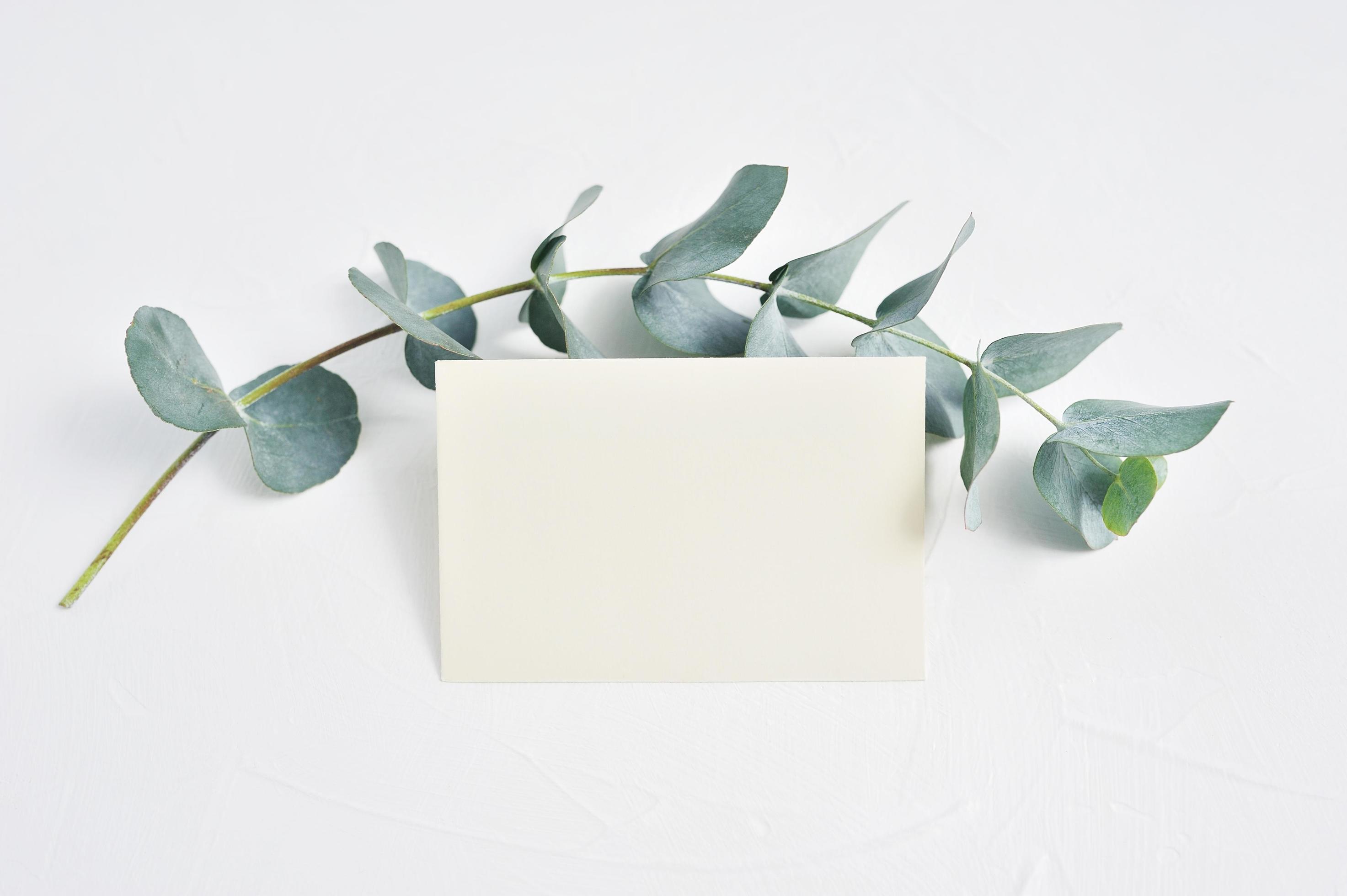 Leere Karte, Eukalyptus, Weißer Hintergrund, Minimalistisch, Flatlay, 2K Wallpaper