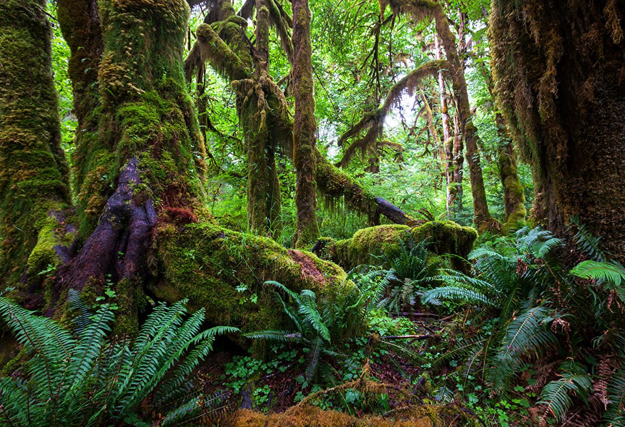 Regenwald, Moosbewachsene Bäume, Farne, Urwald, Grün, HD, Hintergrundbild für den PC