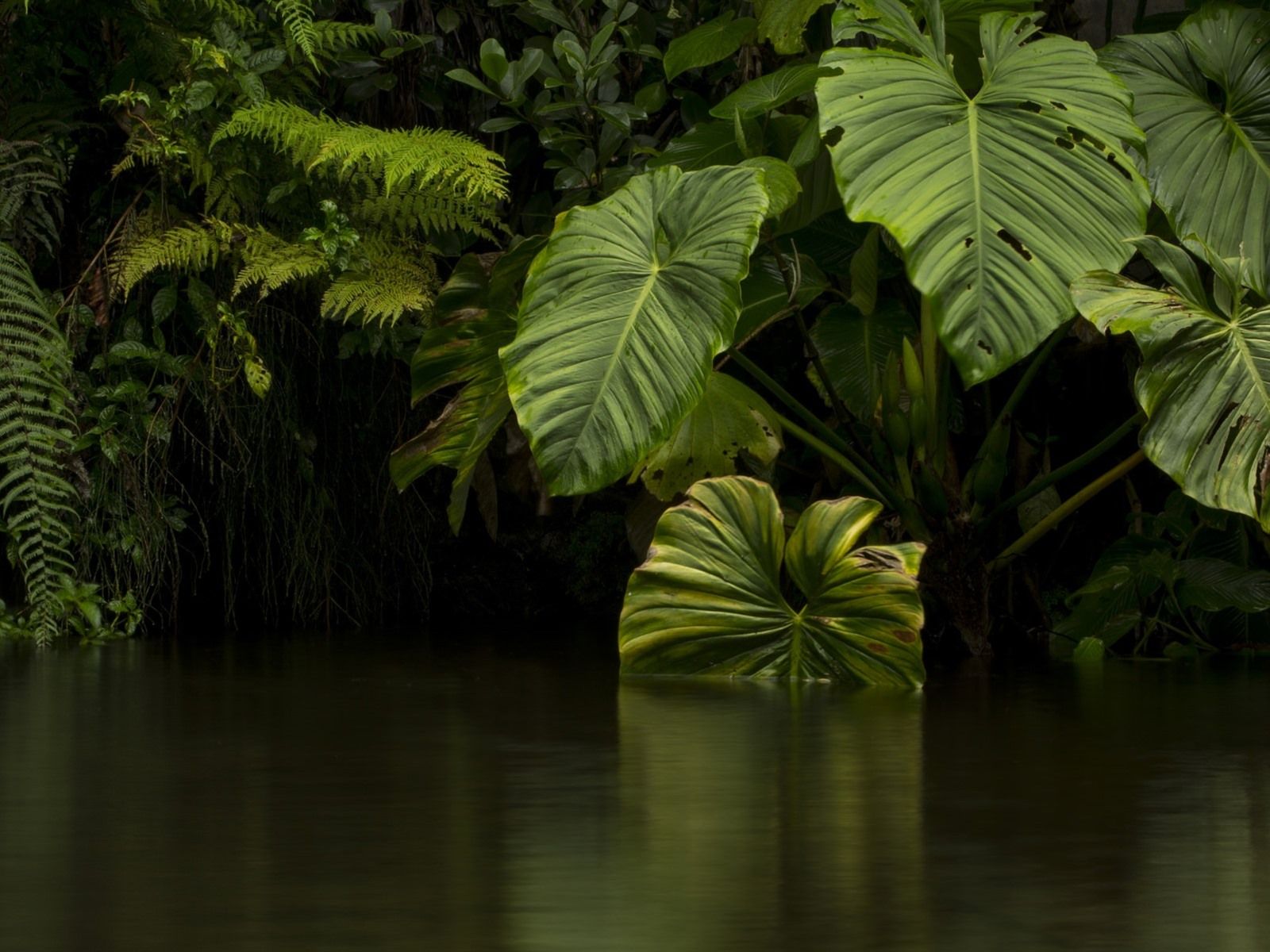 Tropische Blätter, Monstera, Wasser, Spiegelung, Dunkelgrün, HD, iPad-Hintergrundbild
