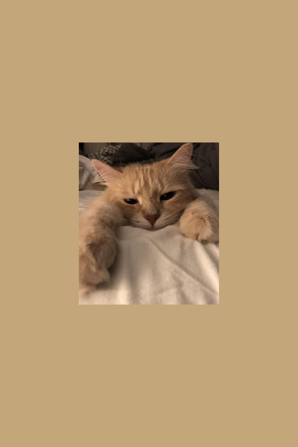 Rote Katze, Katzenmeme, Beige Hintergrund, Minimalistisch, Ästhetik, Sperrbildschirm fürs iPhone