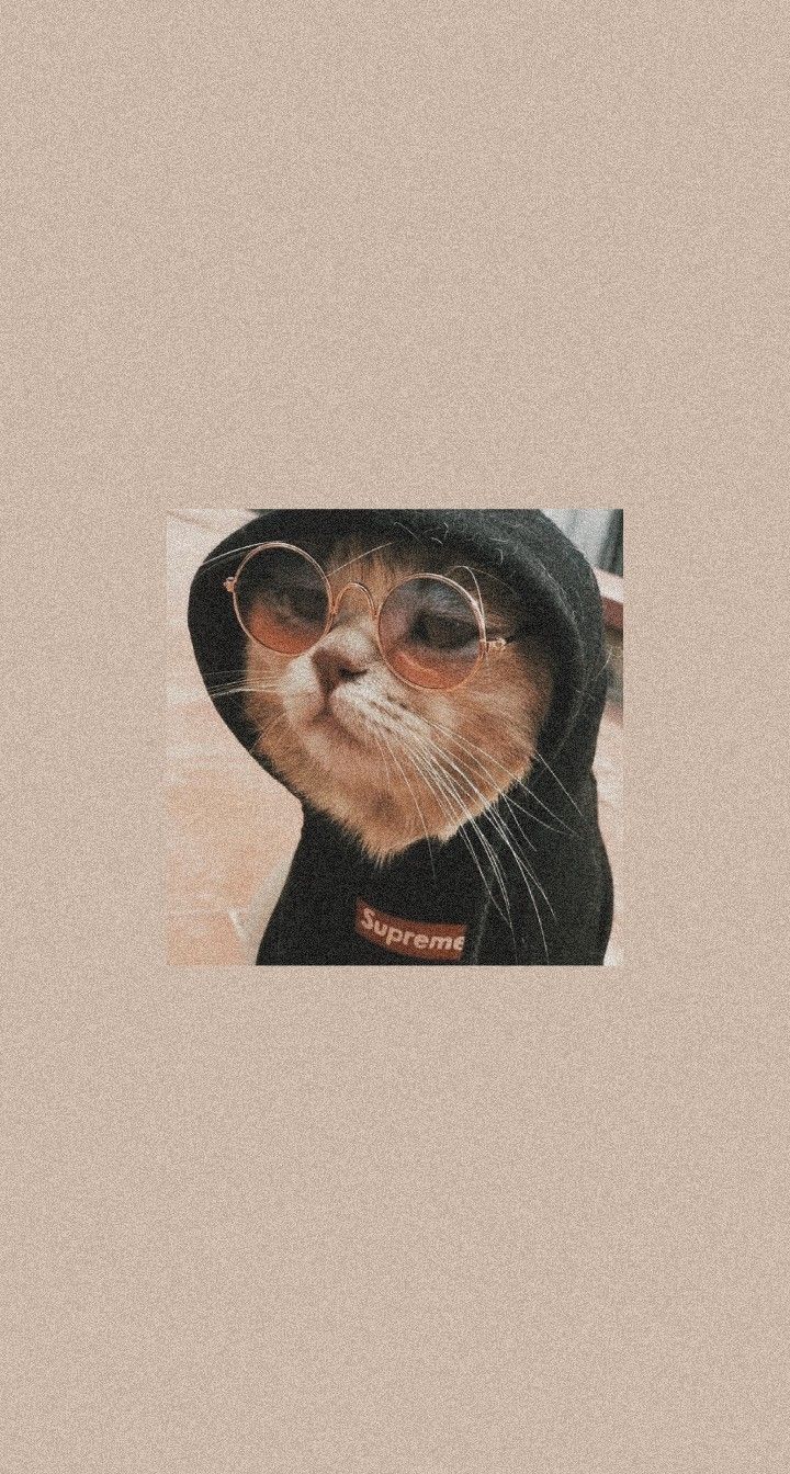 Katze im Hoodie, Sonnenbrille, Katzenmeme, Beige Hintergrund, Lustig, Sperrbildschirm fürs iPhone