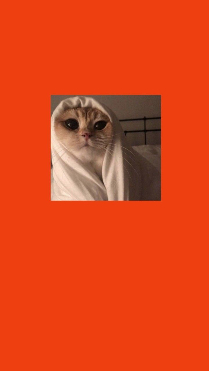 Katze unter Decke, Katzenmeme, Oranger Hintergrund, Lustig, Sperrbildschirm fürs iPhone