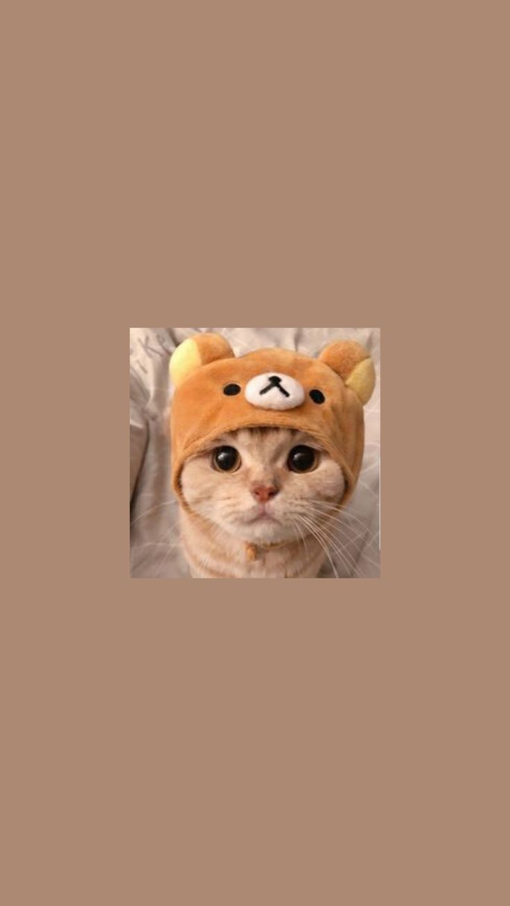 Katze mit Bärenmütze, Rote Katze, Kawaii, Braun, Hochformat, Hintergrundbild fürs Smartphone