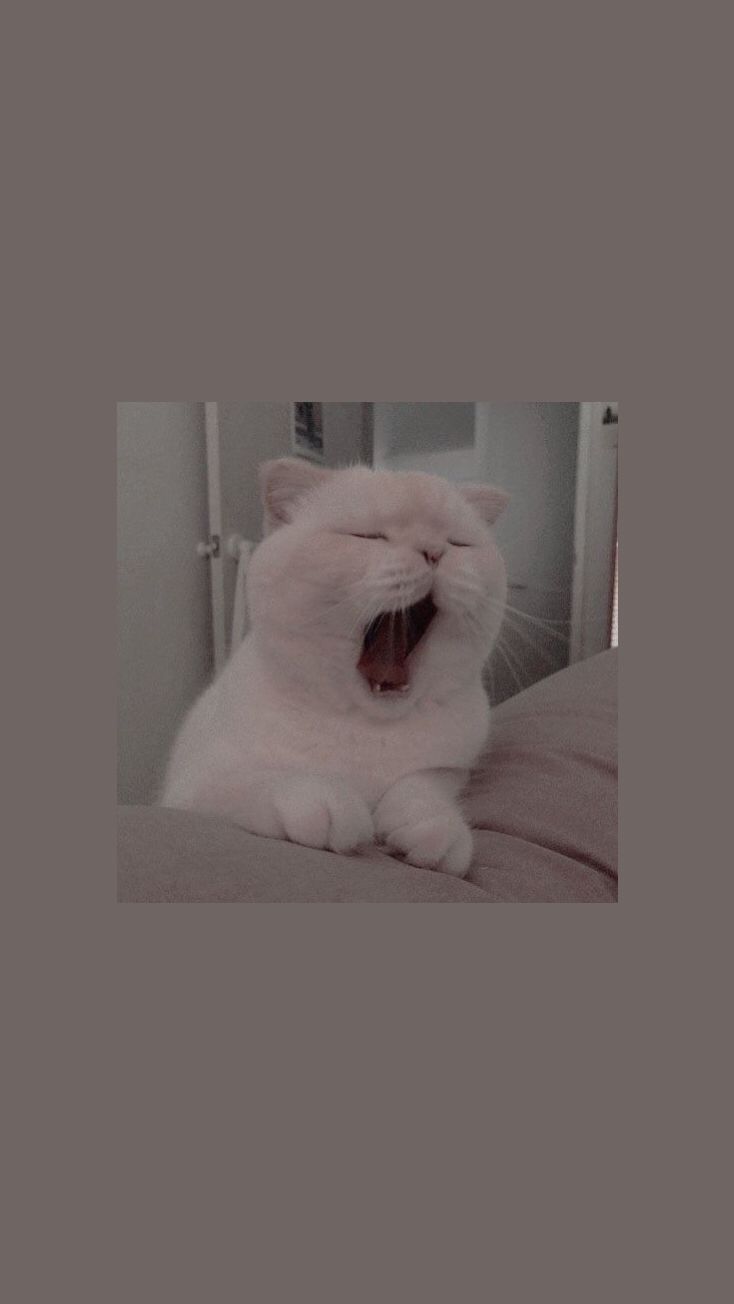 Gähnende Katze, Weiße Katze, Grau, Lustig, HD, Sperrbildschirm fürs iPhone