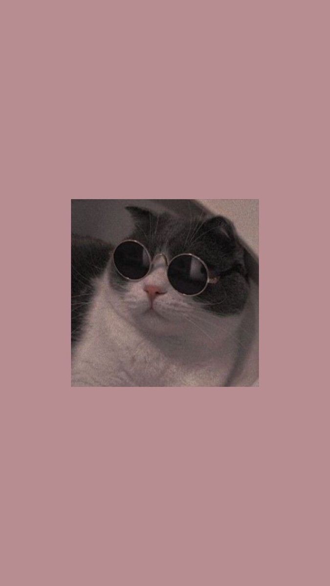 Katze mit Sonnenbrille, Schwarz-weiße Katze, Mauve, Cool, Katzenmeme, Hintergrundbild fürs Handy