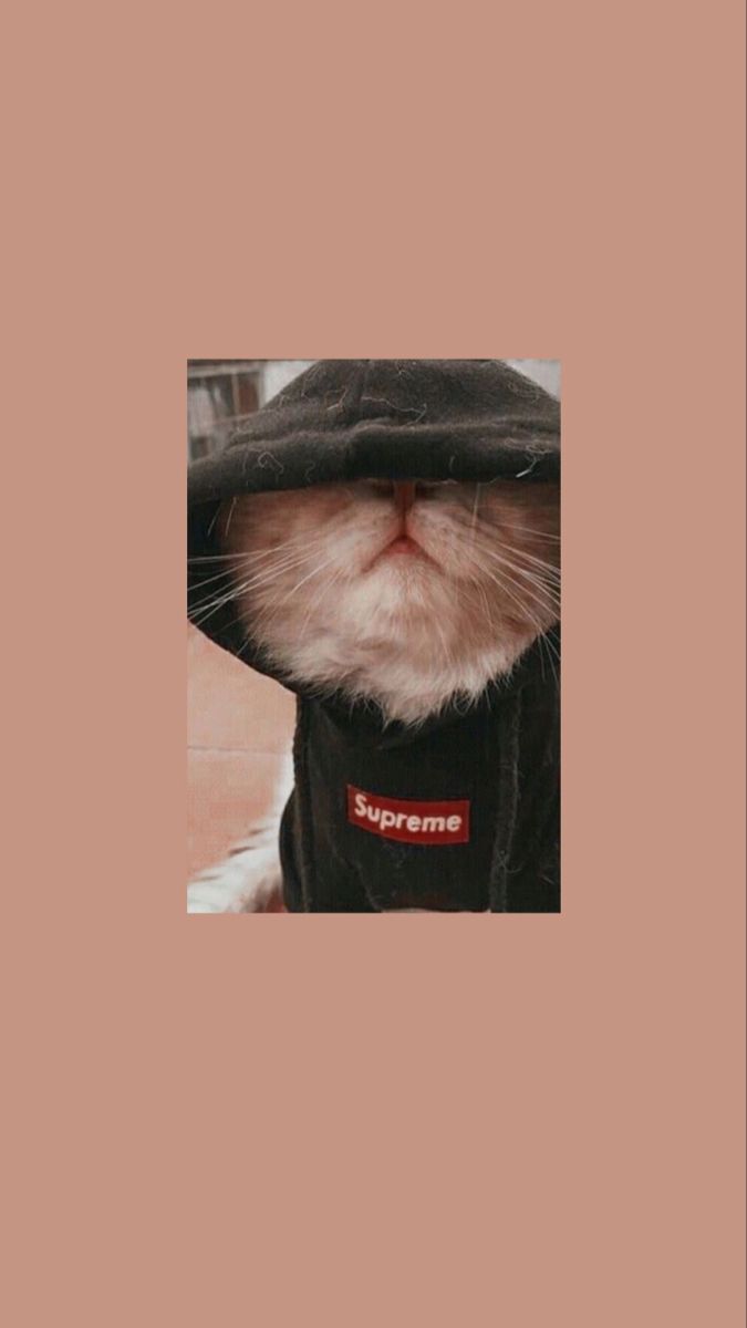 Supreme, Katze im Hoodie, Katzenmeme, Lustig, Terrakotta, Android-Hintergrundbild