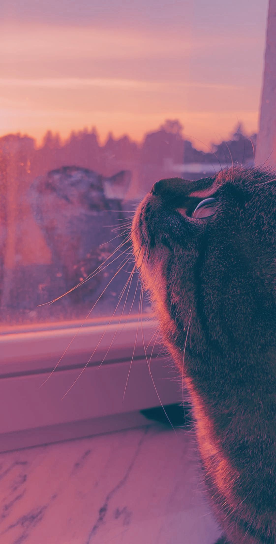Katze am Fenster, Sonnenuntergang, Silhouette, Rosa Licht, Fensterbank, Full HD, iPhone-Hintergrundbild