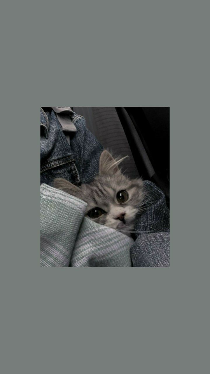 Katze in Tasche, Grauer Hintergrund, Versteckt, Katzenmeme, Sperrbildschirm fürs iPhone