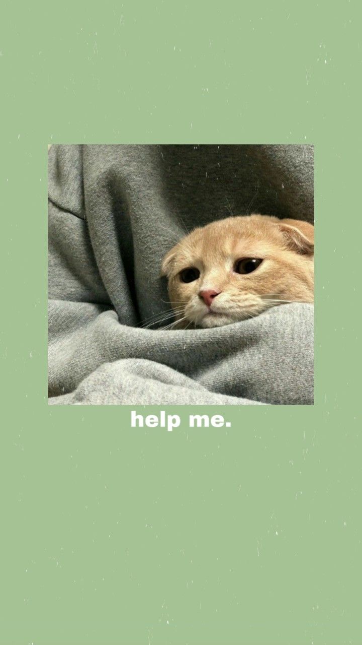 Help me, Rote Katze, Decke, Grüner Hintergrund, Katzenmeme, Sperrbildschirm fürs iPhone