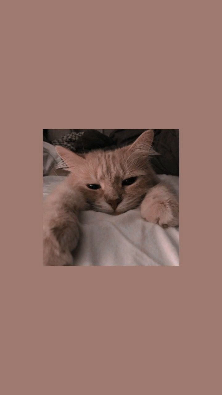 Rote Katze, Liegend, Altrosa, Ästhetik, Gemütlich, HD, Hintergrundbild fürs Handy