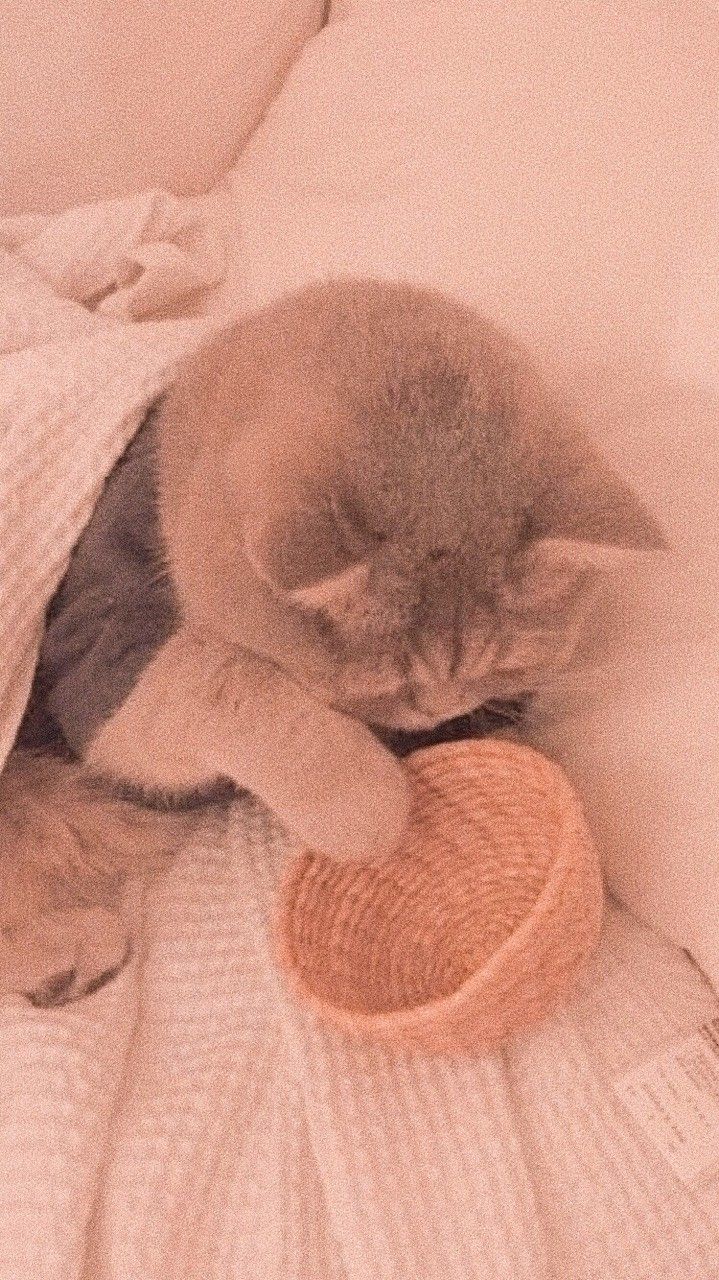 Katze mit Wollknäuel, Rosa Filter, Kuscheldecke, Verspielt, Hintergrundbild fürs Handy