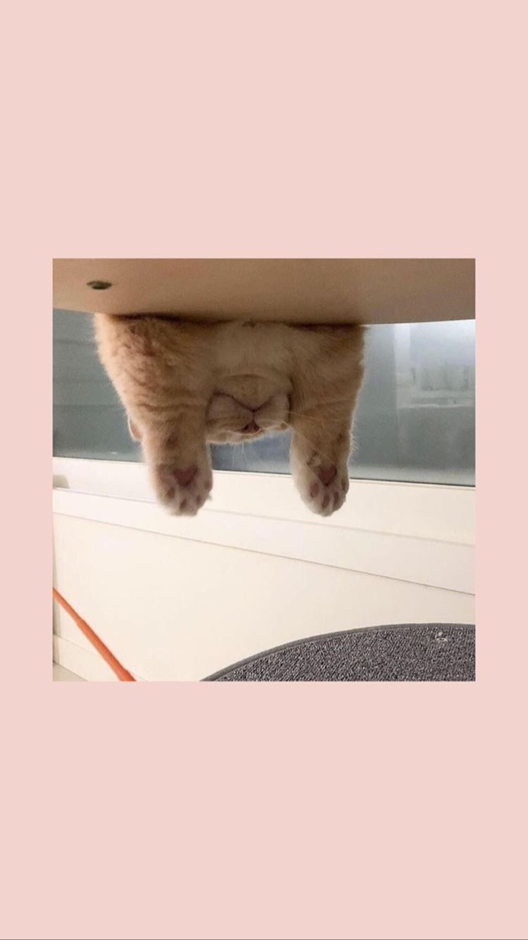 Katze unter Tisch, Pfoten, Rosa Hintergrund, Katzenmeme, Sperrbildschirm fürs iPhone