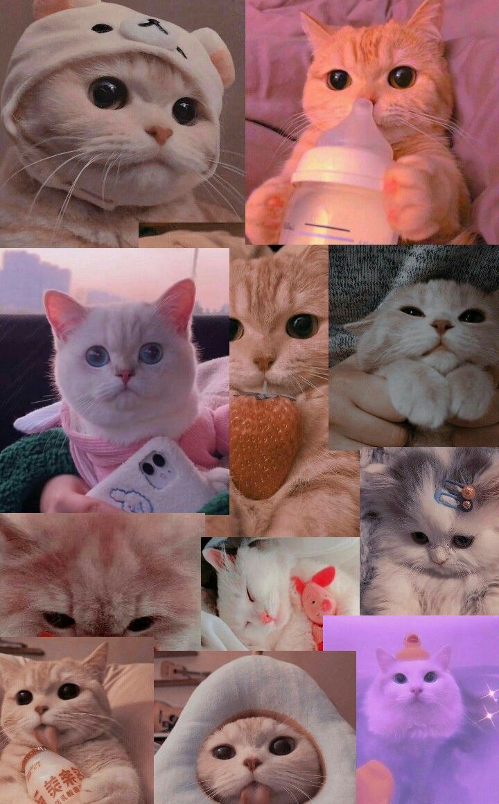 Katzen-Collage, Katzenmemes, Lustige Katzen, Ästhetik, Hochformat, Hintergrundbild fürs Smartphone