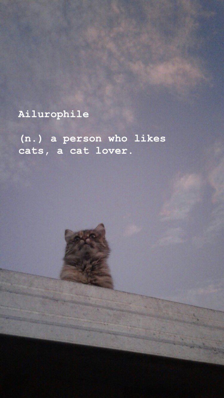 Ailurophile, Katzenliebhaber, Definition, Katze auf Mauer, Himmel, HD, Handy-Hintergrundbild