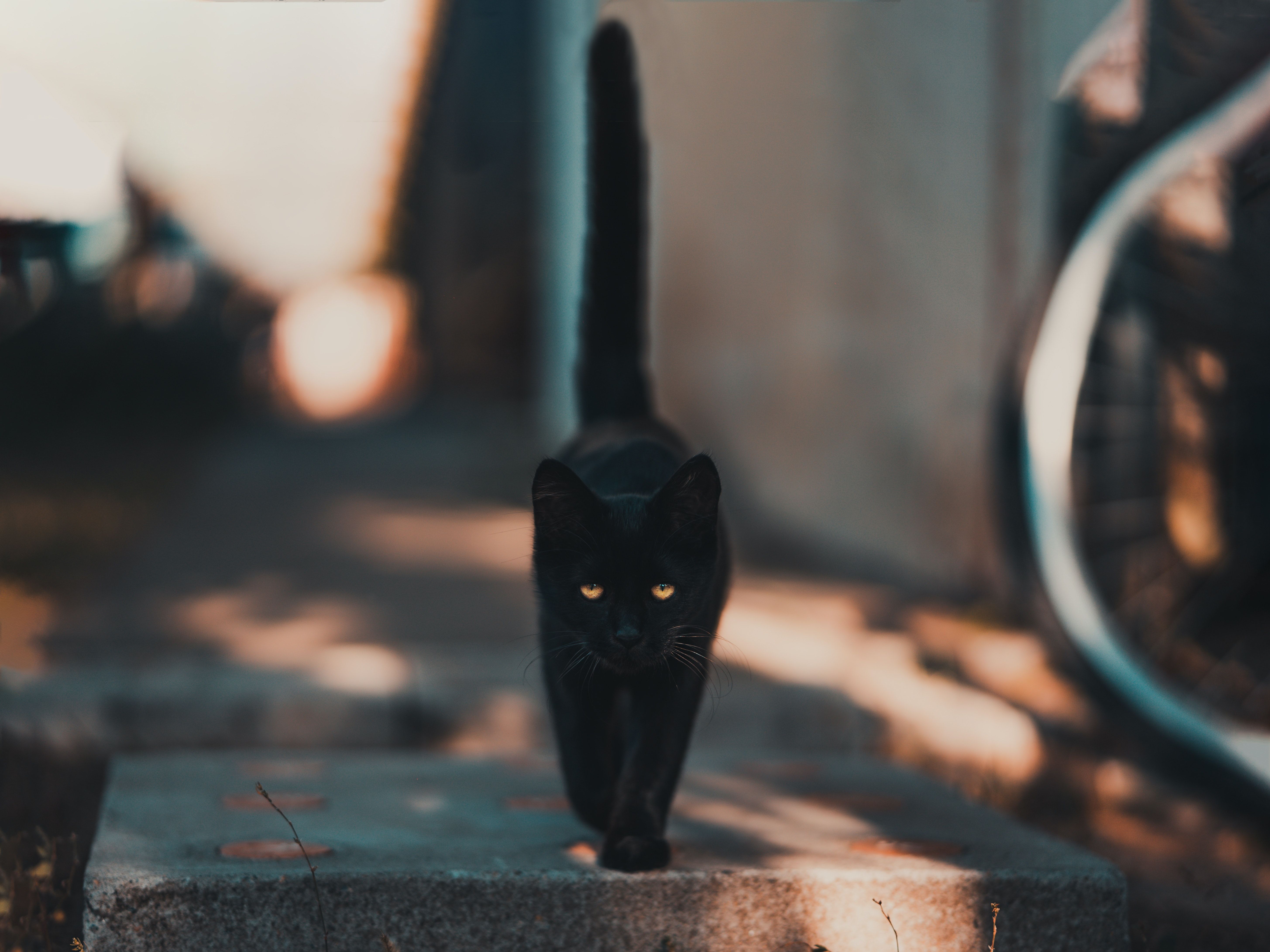 Schwarze Katze, Laufend, Bokeh, Straße, Gelbe Augen, Hintergrundbild für iPad und Tablet