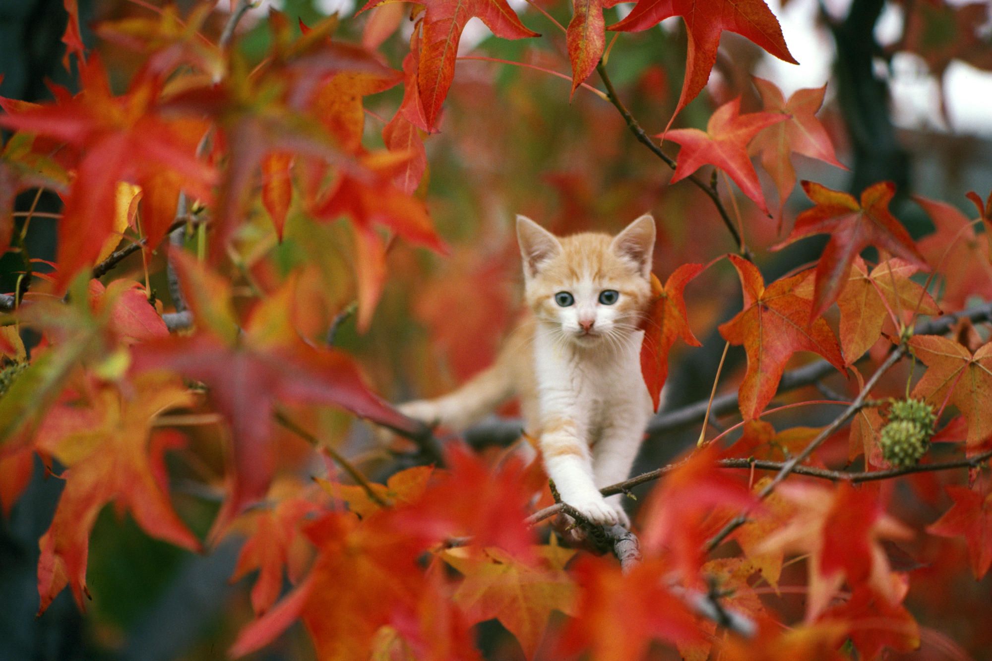 Kätzchen, Ahornblätter, Herbstlaub, Baum, Rot, Full HD, Desktop-Hintergrund für Windows