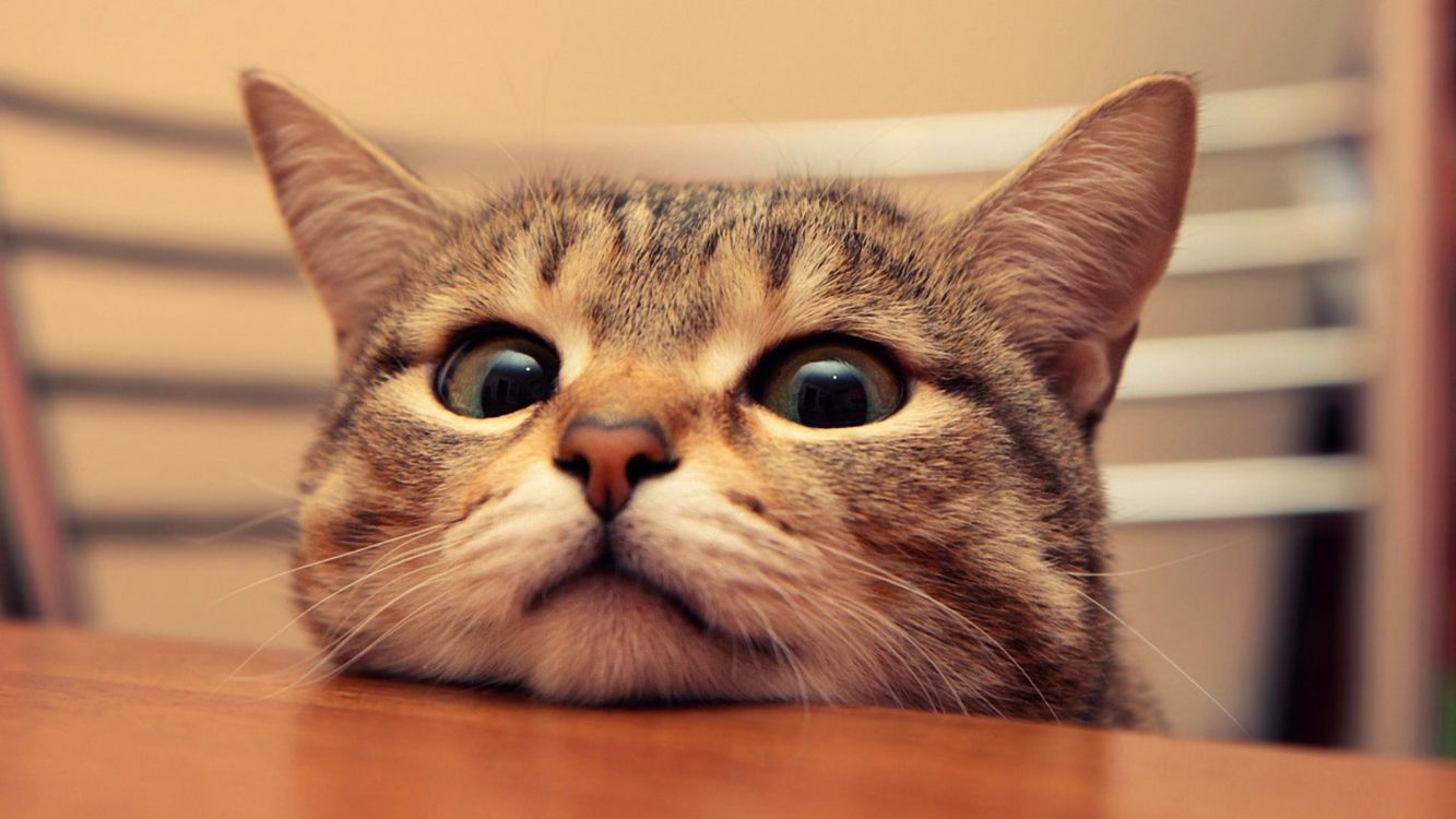 Getigerte Katze, Große Augen, Kinn auf Tisch, Lustig, Nahaufnahme, HD, Desktop-Hintergrund