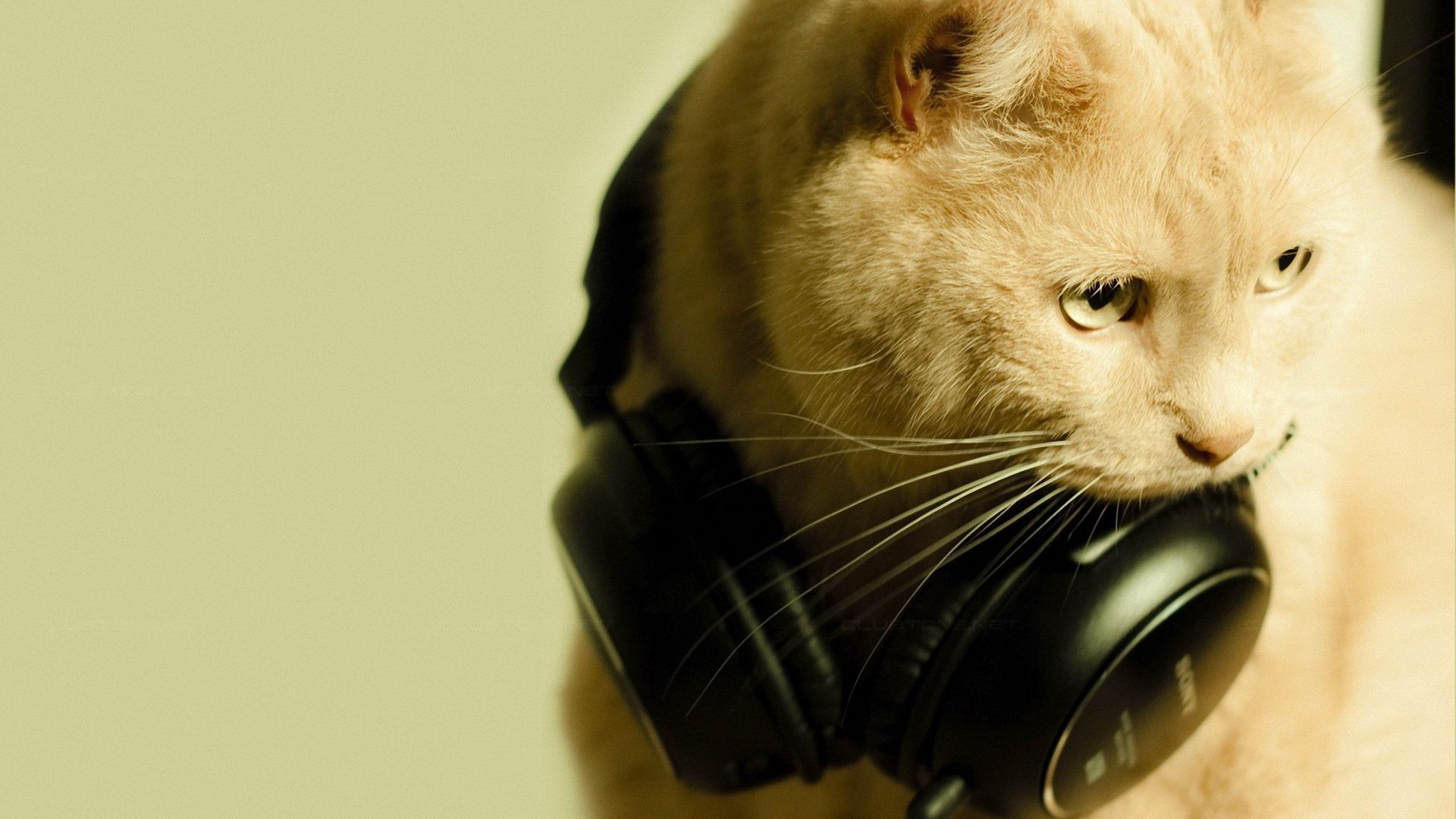 Kopfhörer, Helle Katze, Musik, Lustig, Grünlicher Hintergrund, Full HD Wallpaper