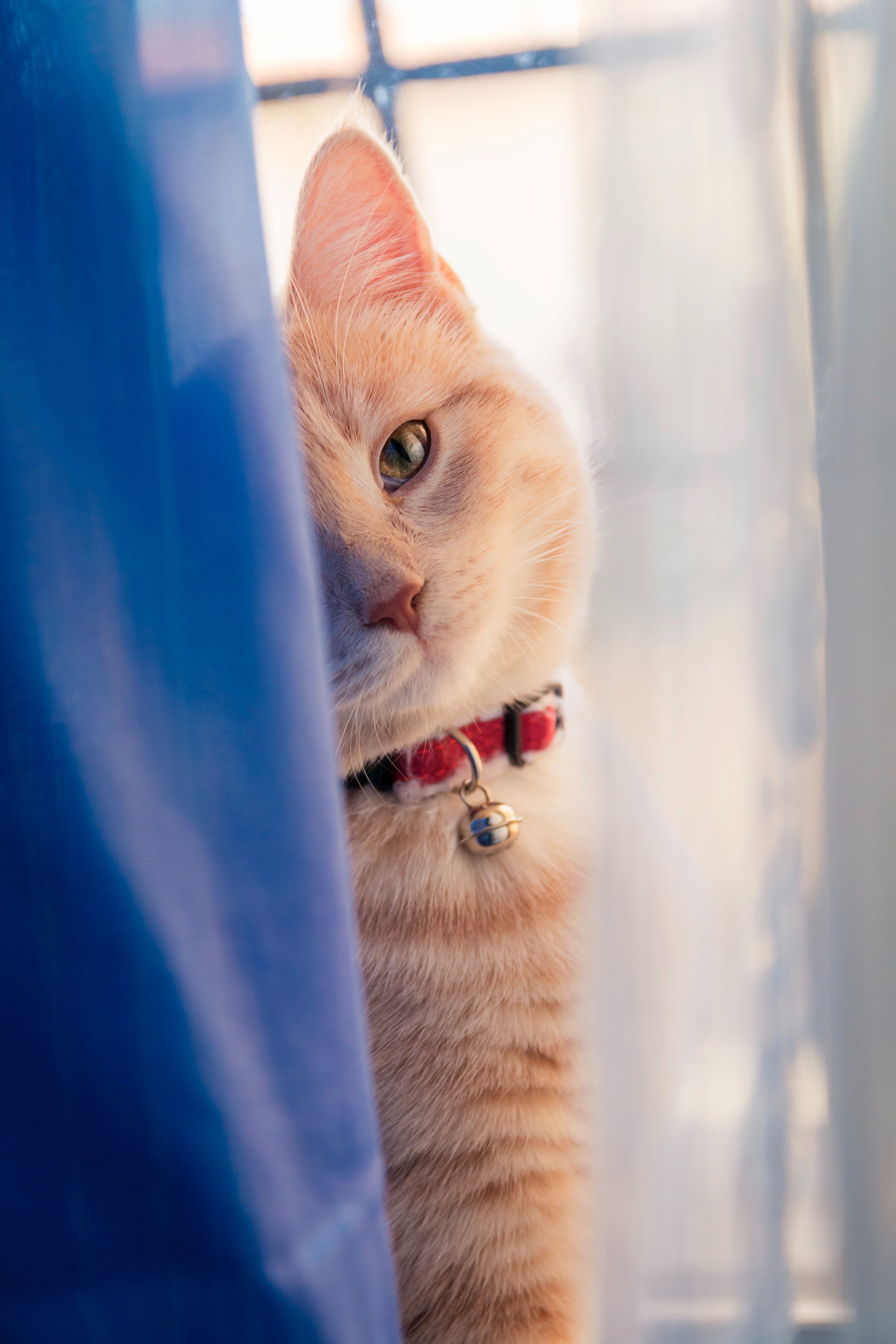 Rote Katze, Halsband mit Glöckchen, Vorhang, Spähend, QHD+, Sperrbildschirm fürs iPhone