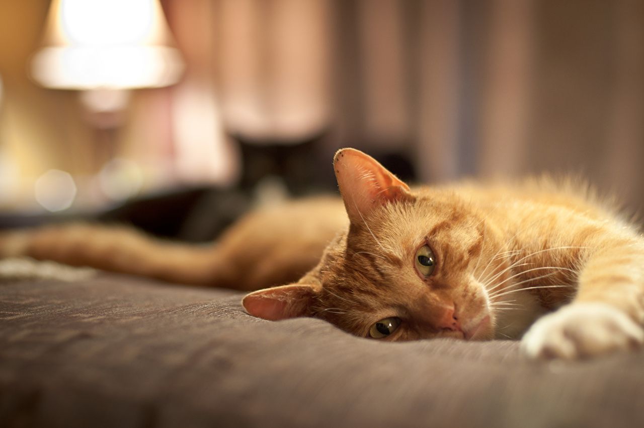Rote Katze, Liegend, Bett, Warmes Licht, HD, Hintergrundbild für den PC