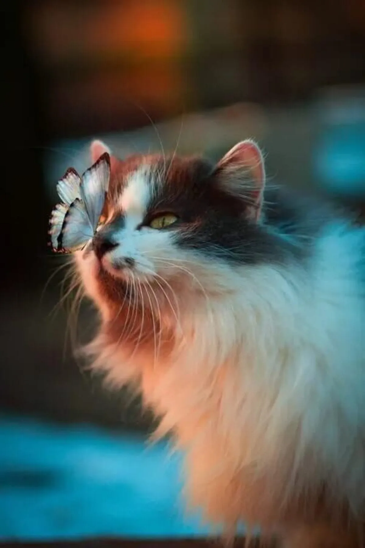 Glückskatze, Schmetterling, Langhaarkatze, Blaues Licht, Bokeh, Full HD, Handy-Hintergrund