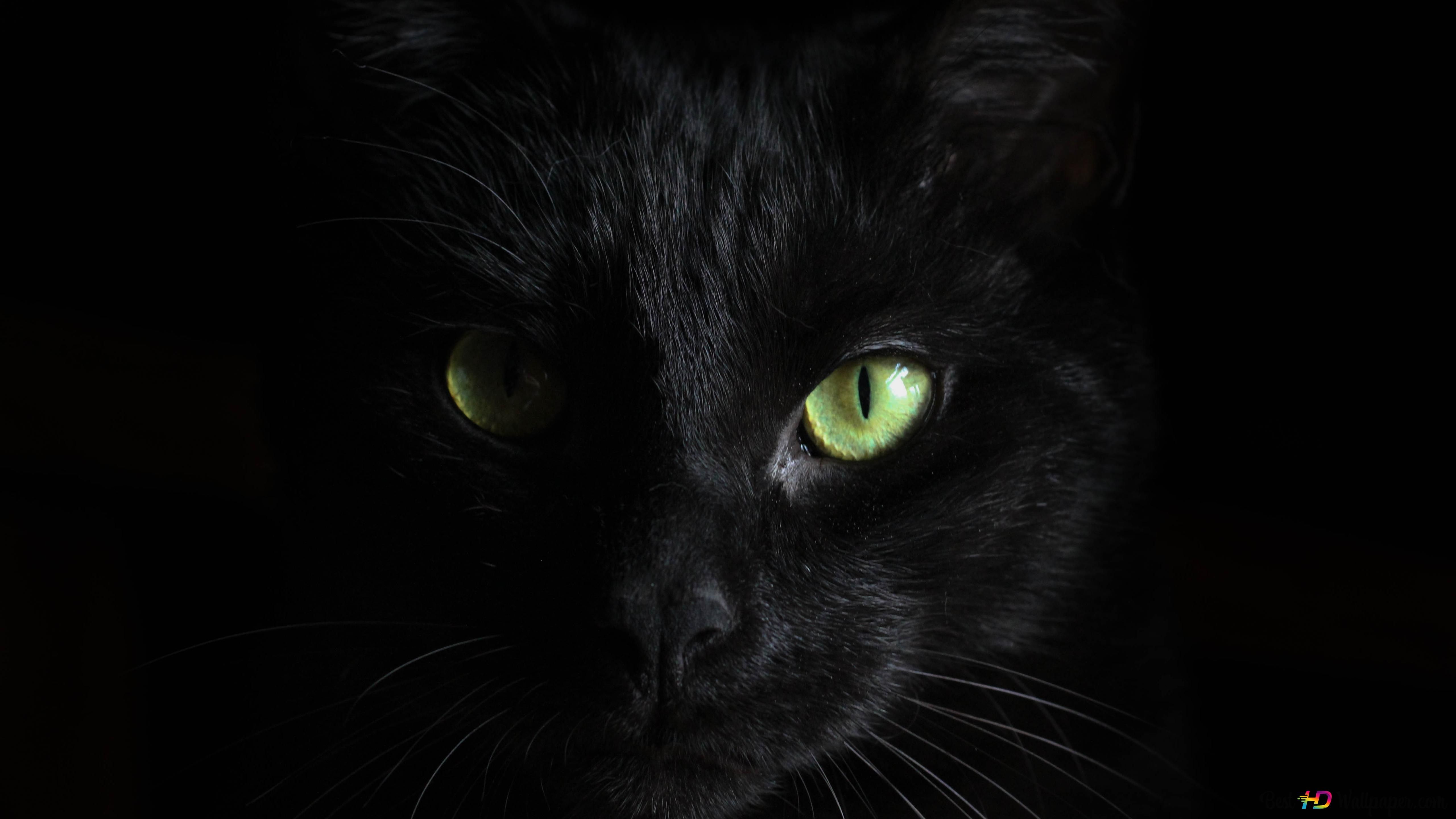 Schwarze Katze, Grüne Augen, Dunkel, Nahaufnahme, Low-Key, 5K, Desktop-Hintergrund