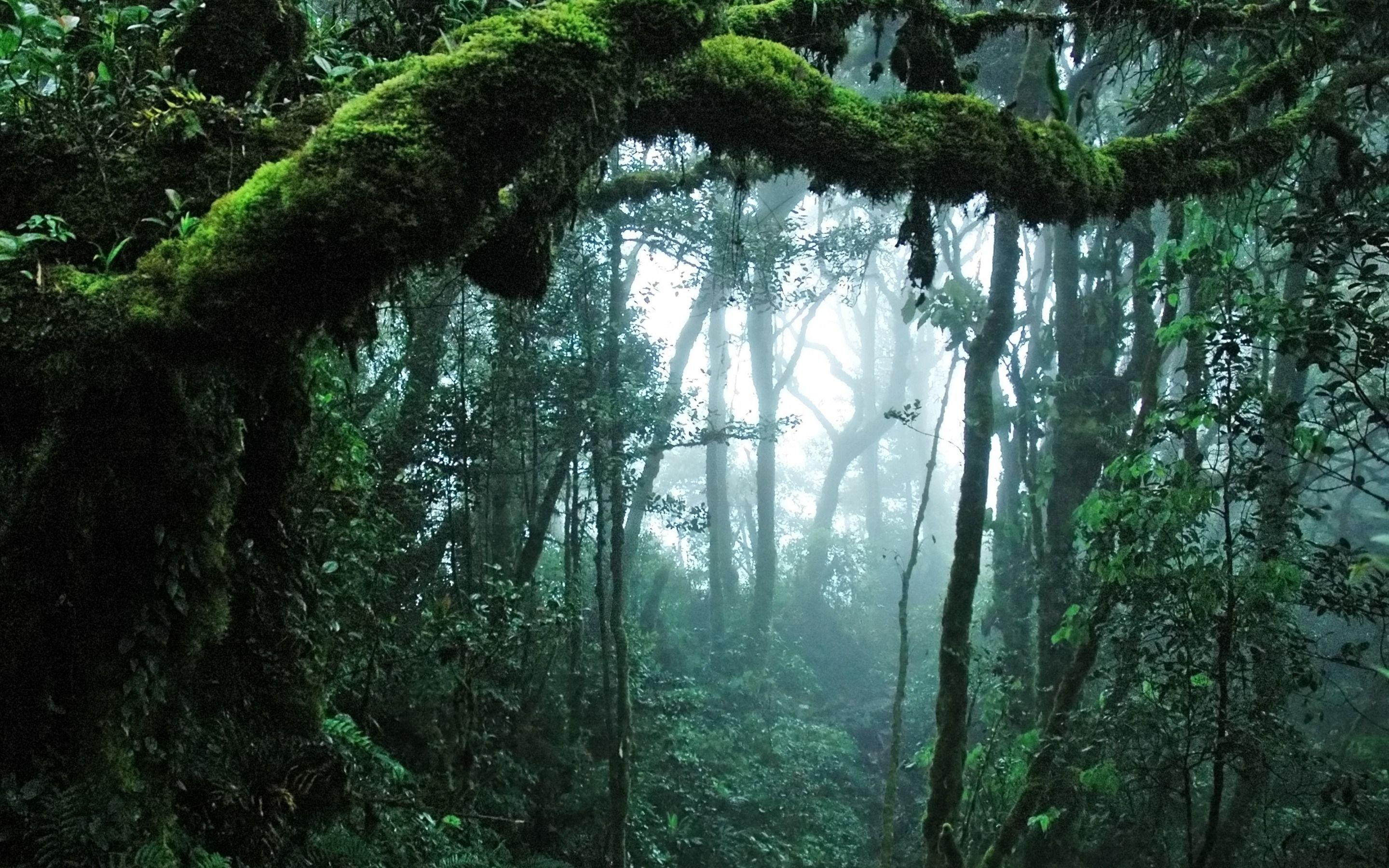 Nebelwald, Moos, Bäume, Lianen, Dunkelgrün, 2K, Hintergrundbild für den PC