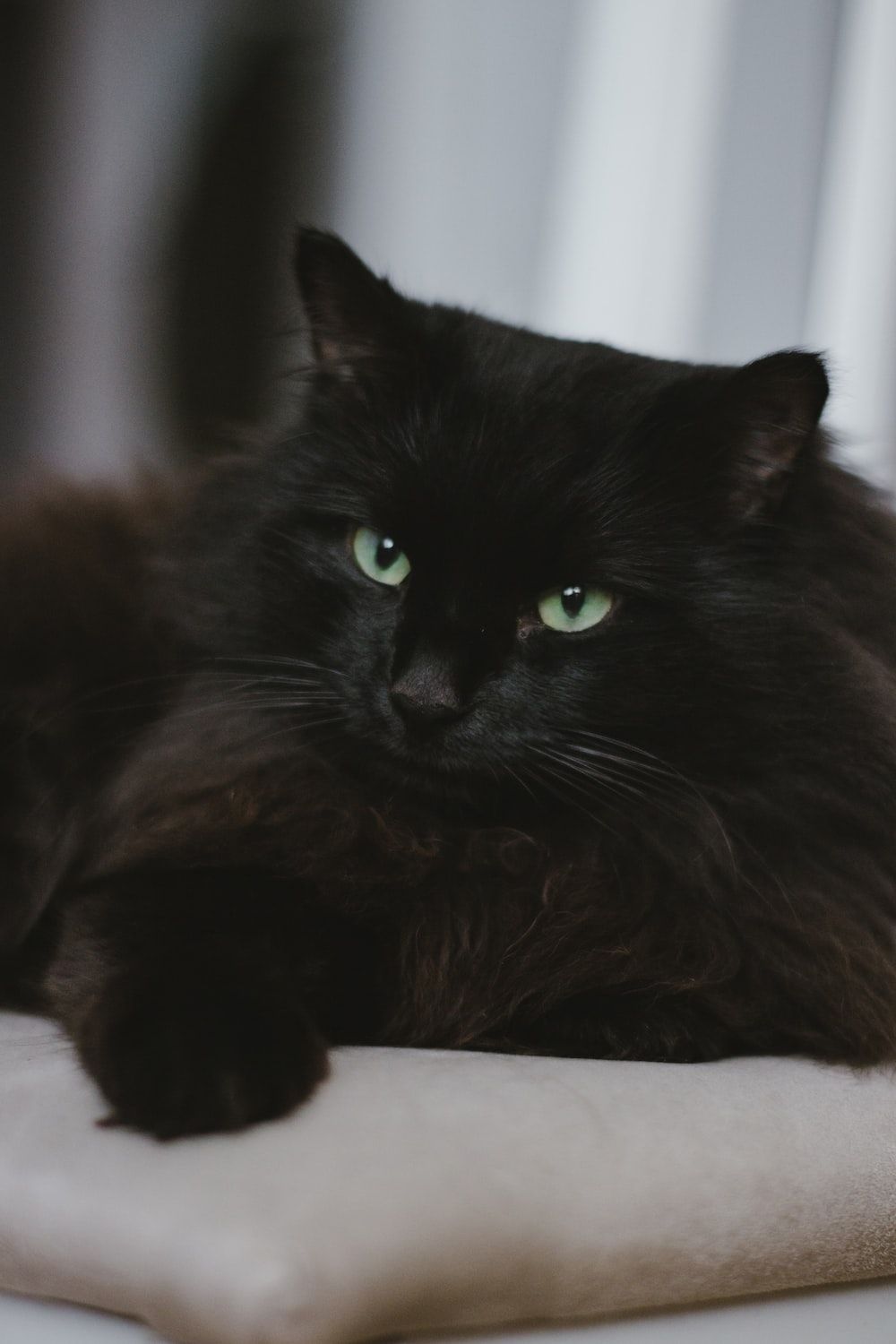 Schwarze Langhaarkatze, Grüne Augen, Kissen, Flauschig, HD, Hintergrundbild fürs Handy