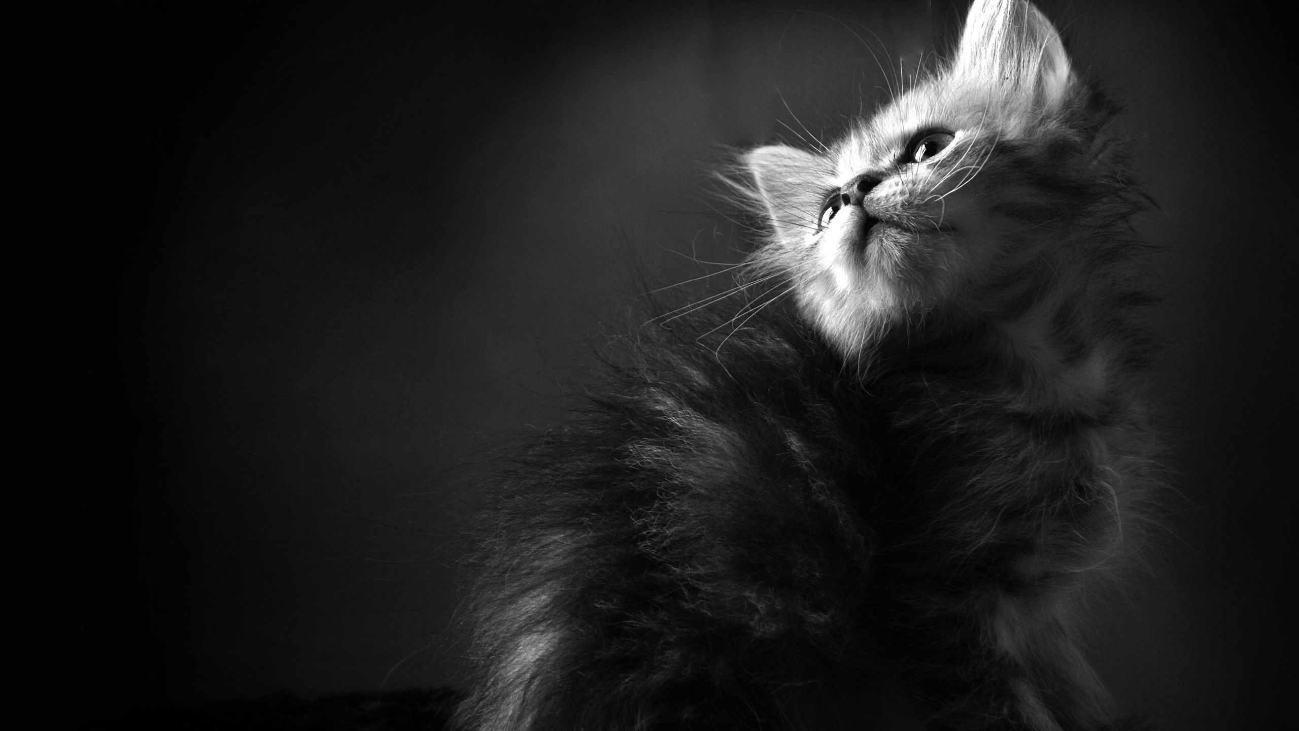 Graue Katze, Schwarz-Weiß, Dunkler Hintergrund, Nach oben schauend, 2K Wallpaper