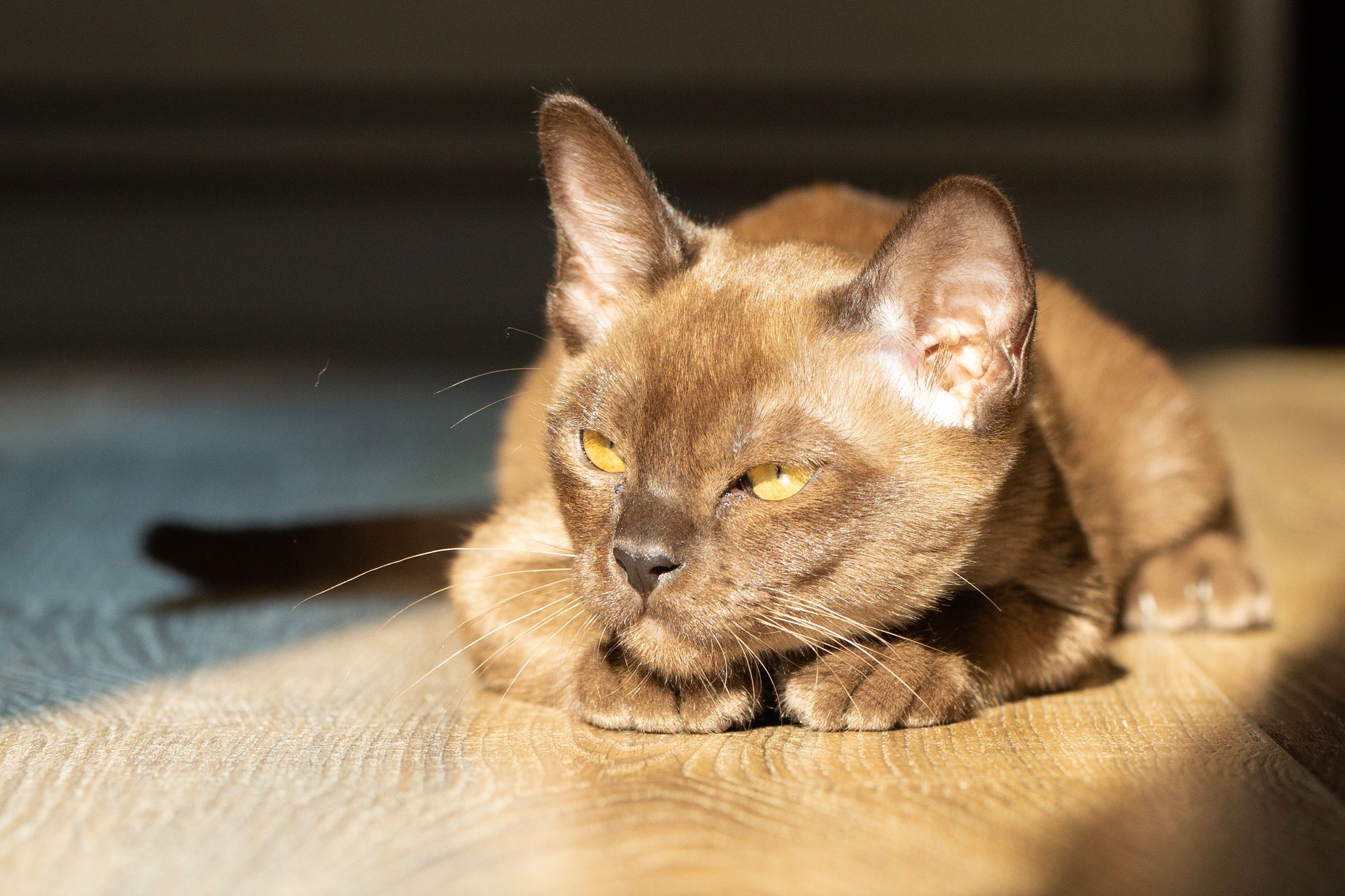 Burma-Katze, Braune Katze, Sonnenlicht, Liegend, Holzboden, 2K, Windows-Hintergrundbild