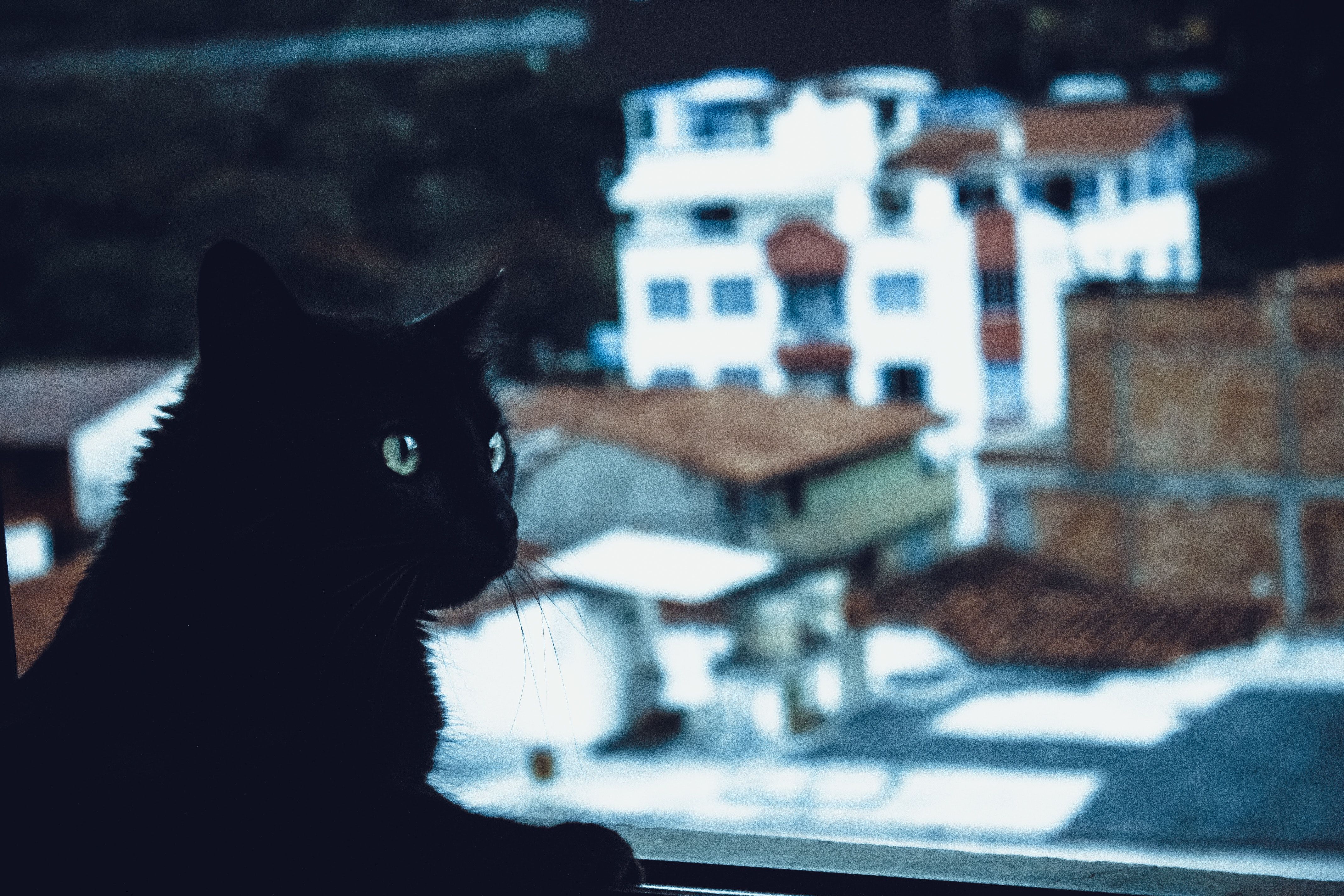 Schwarze Katze, Fenster, Stadtblick, Silhouette, Häuser, 4K, Laptop-Hintergrundbild