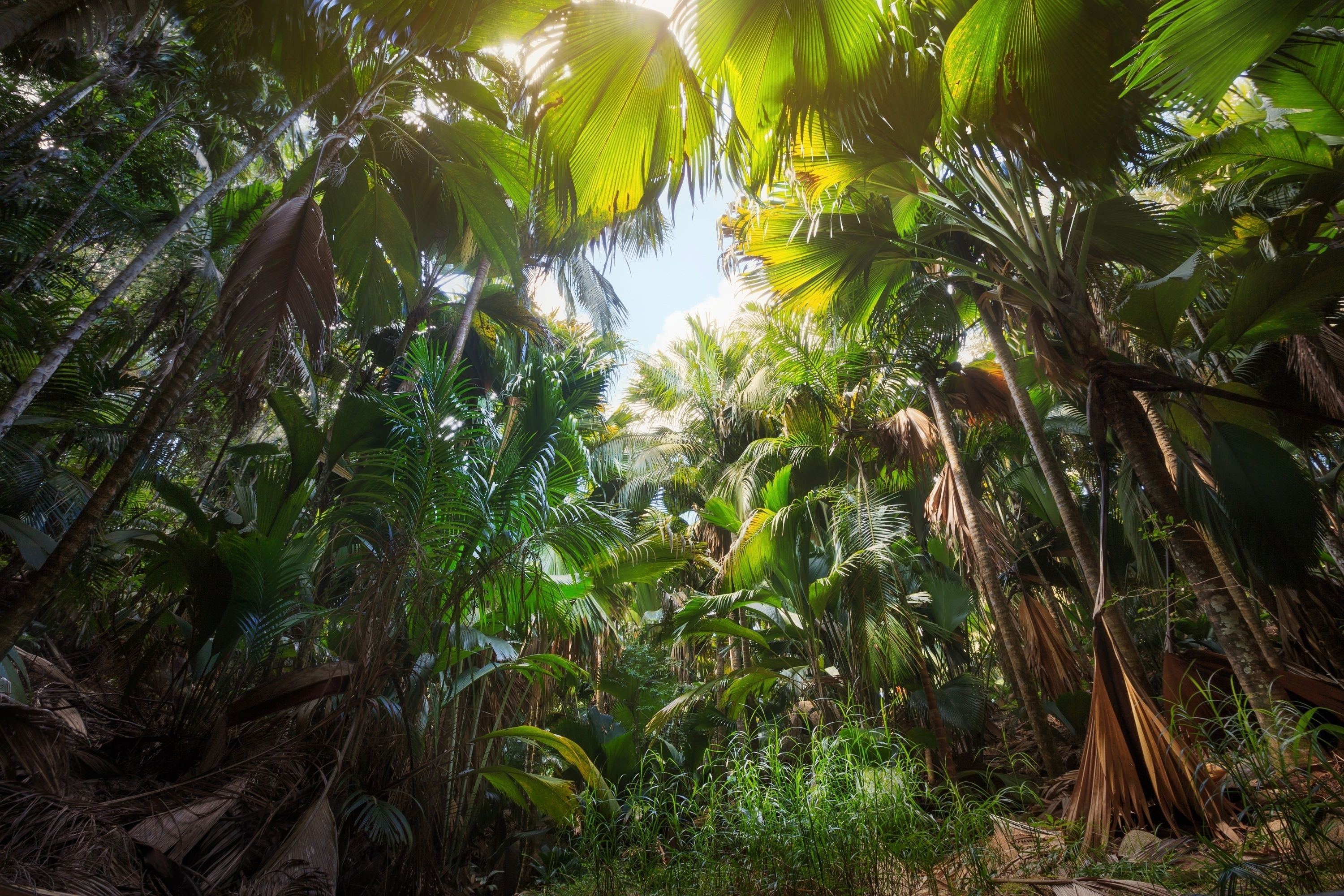 Palmenwald, Gegenlicht, Tropen, Froschperspektive, Grün, 2K, Windows-Hintergrundbild