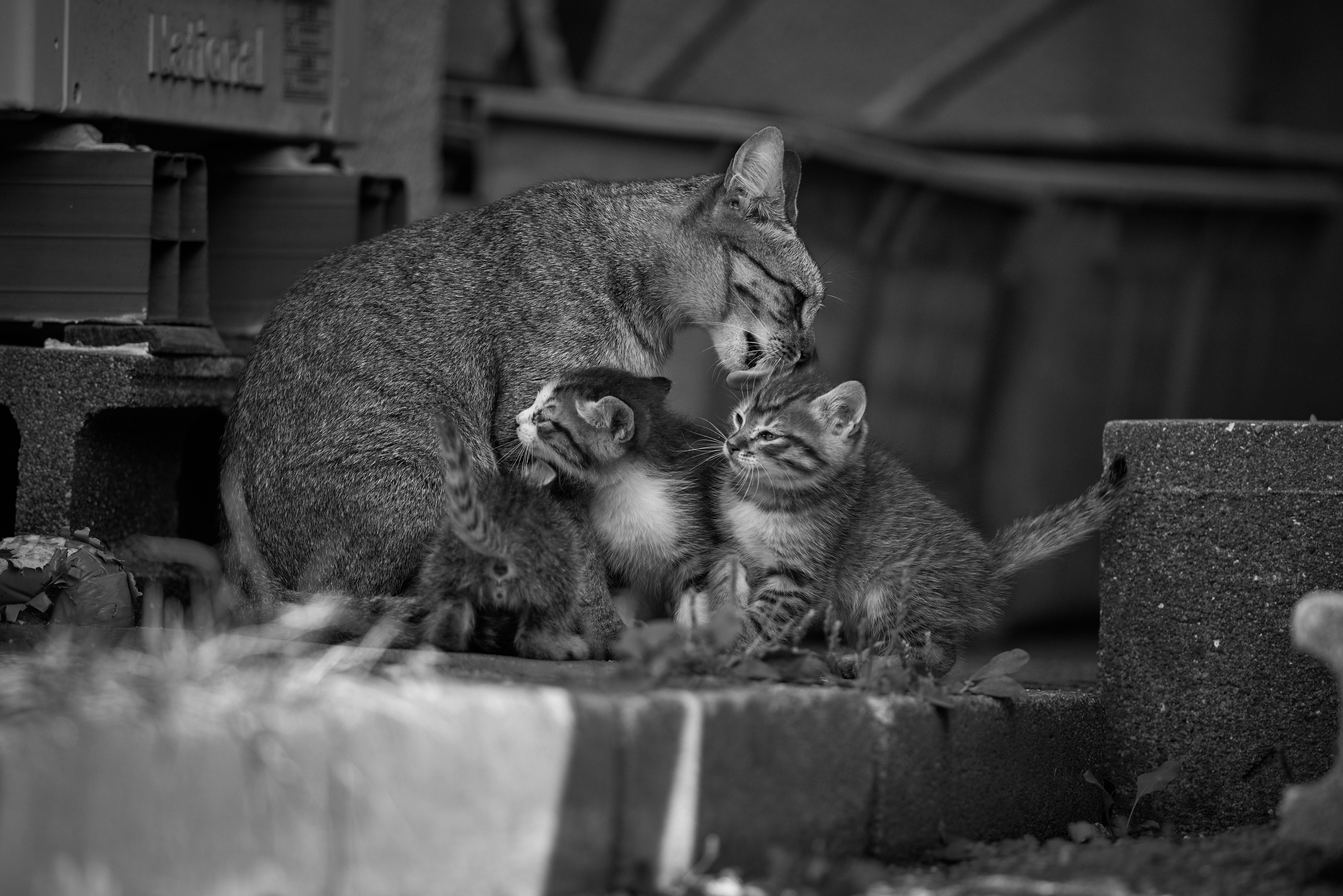 Katzenmutter, Kätzchen, Schwarz-Weiß, Straßenkatzen, Familie, 6K, Desktop-Hintergrund