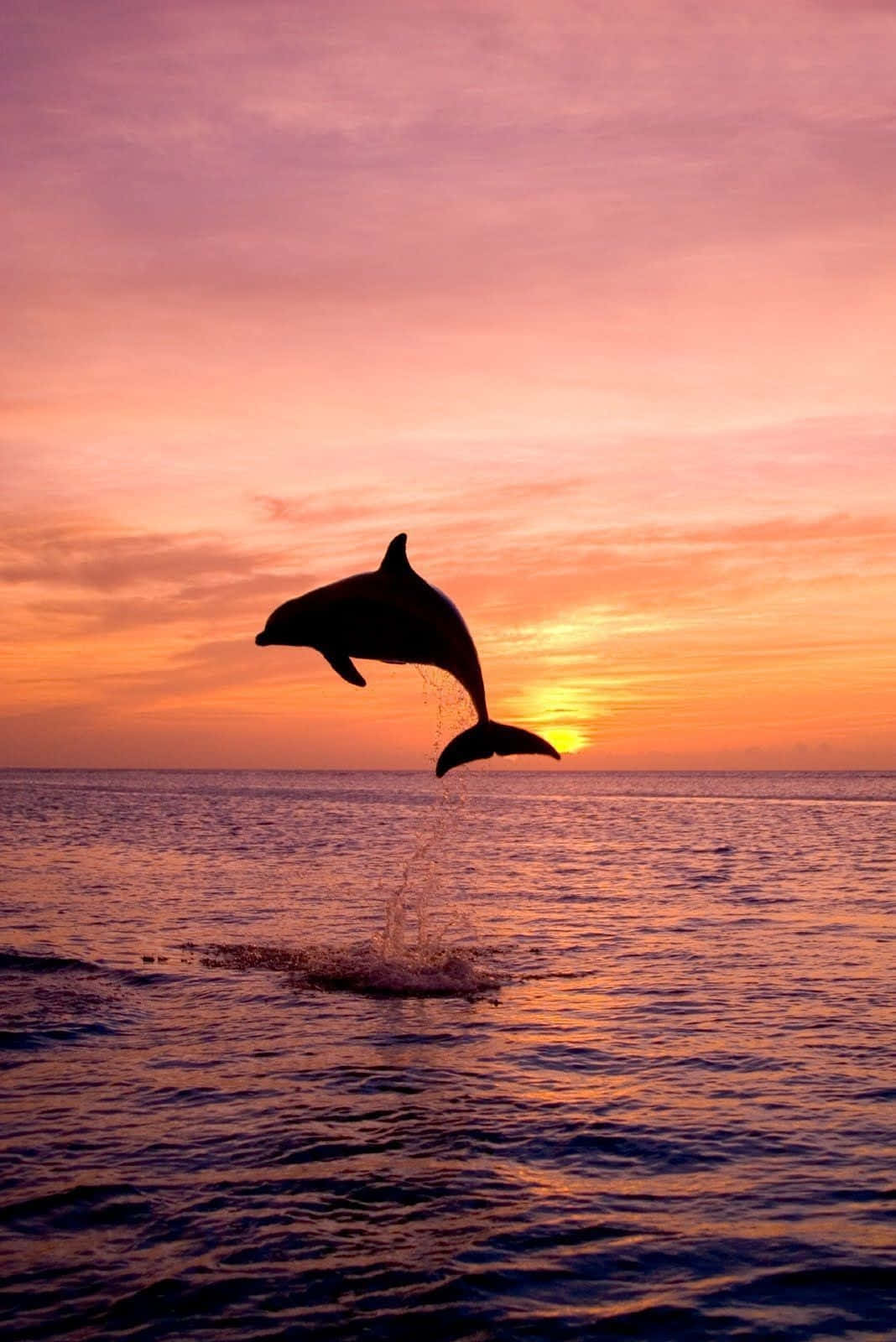Delfin, Silhouette, Sonnenuntergang, Sprung, Meer, HD, Hintergrundbild fürs Tablet