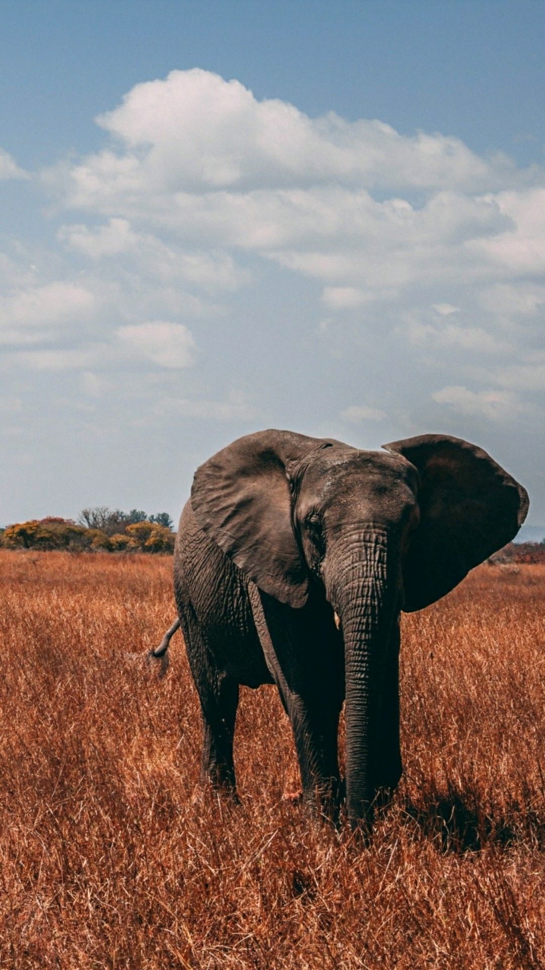 Afrikanischer Elefant, Savanne, Trockenes Gras, Wolkenhimmel, Wildtier, 1080x1920, Handy-Hintergrund